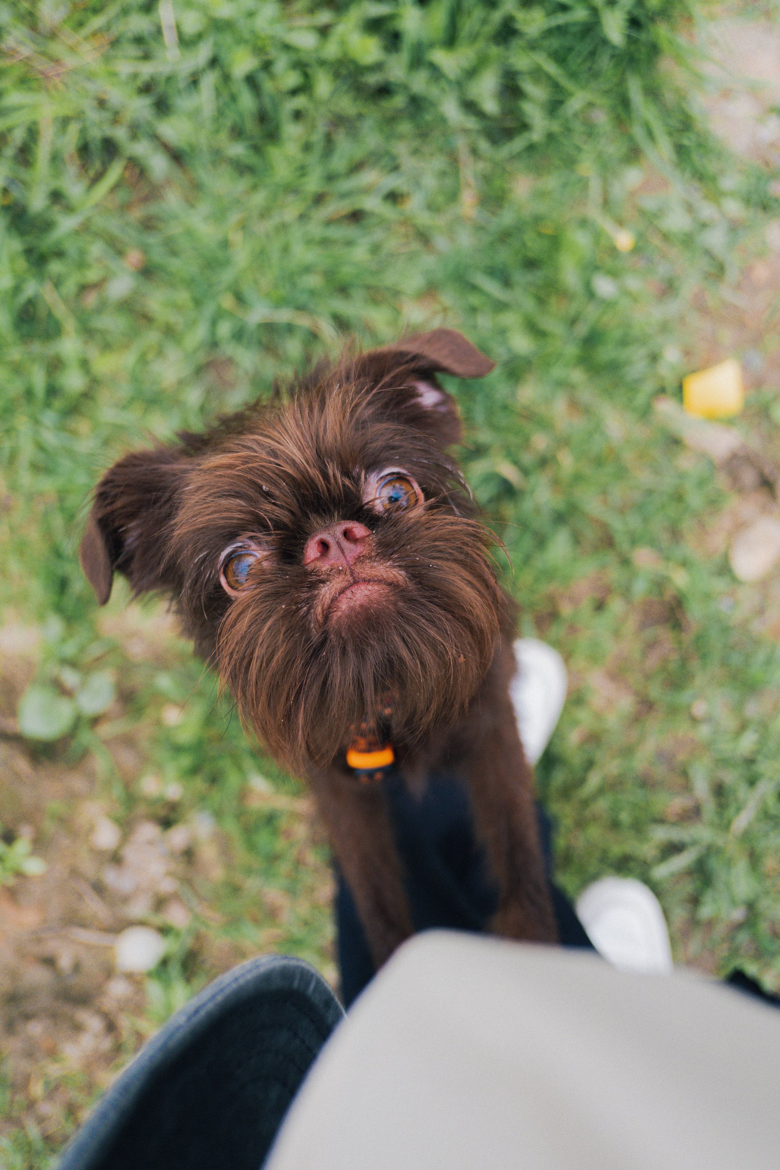Pets. Фотограф в Москве Daria Lens