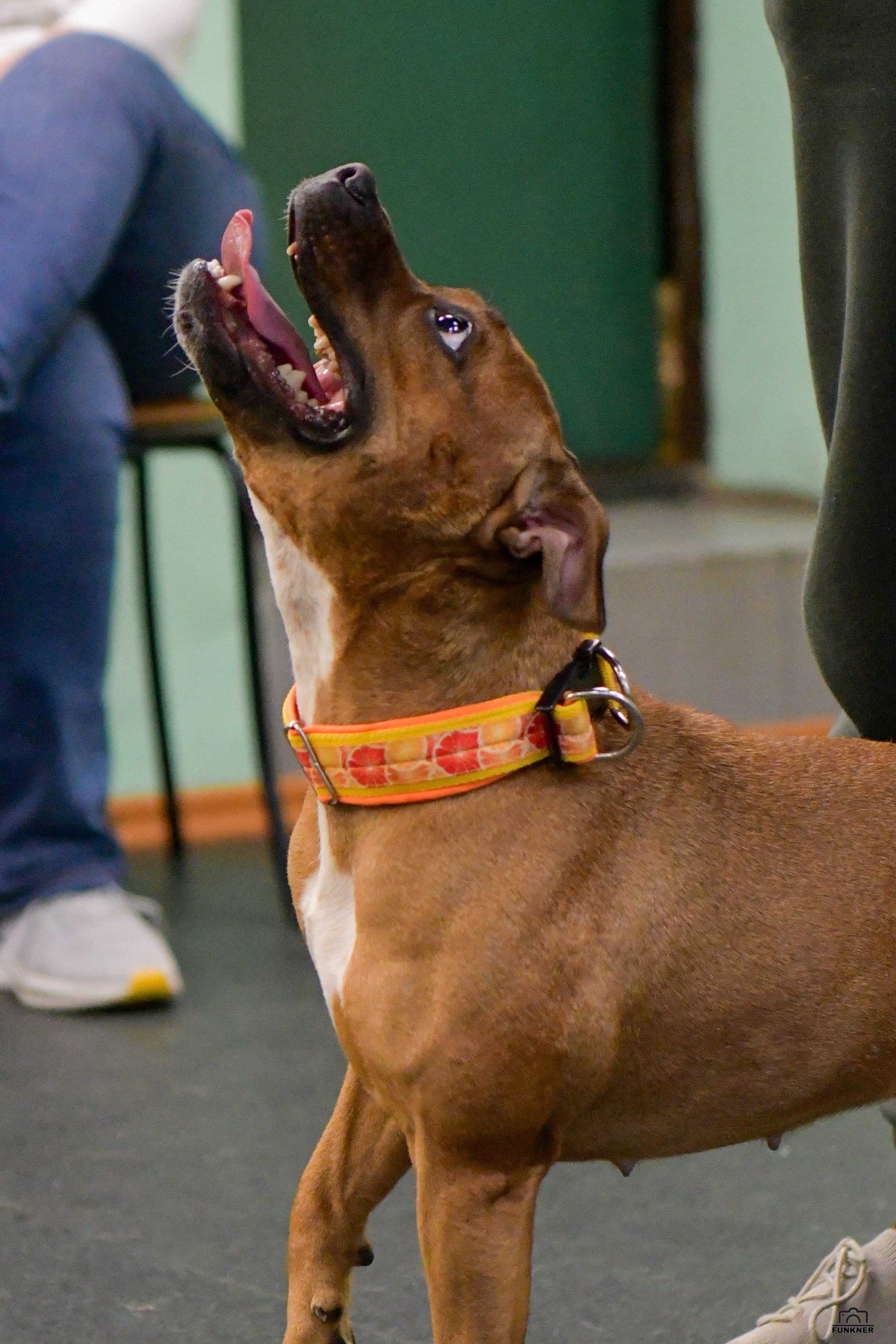 Кинологический клуб «Бодрый хвост». Свой взгляд через объектив