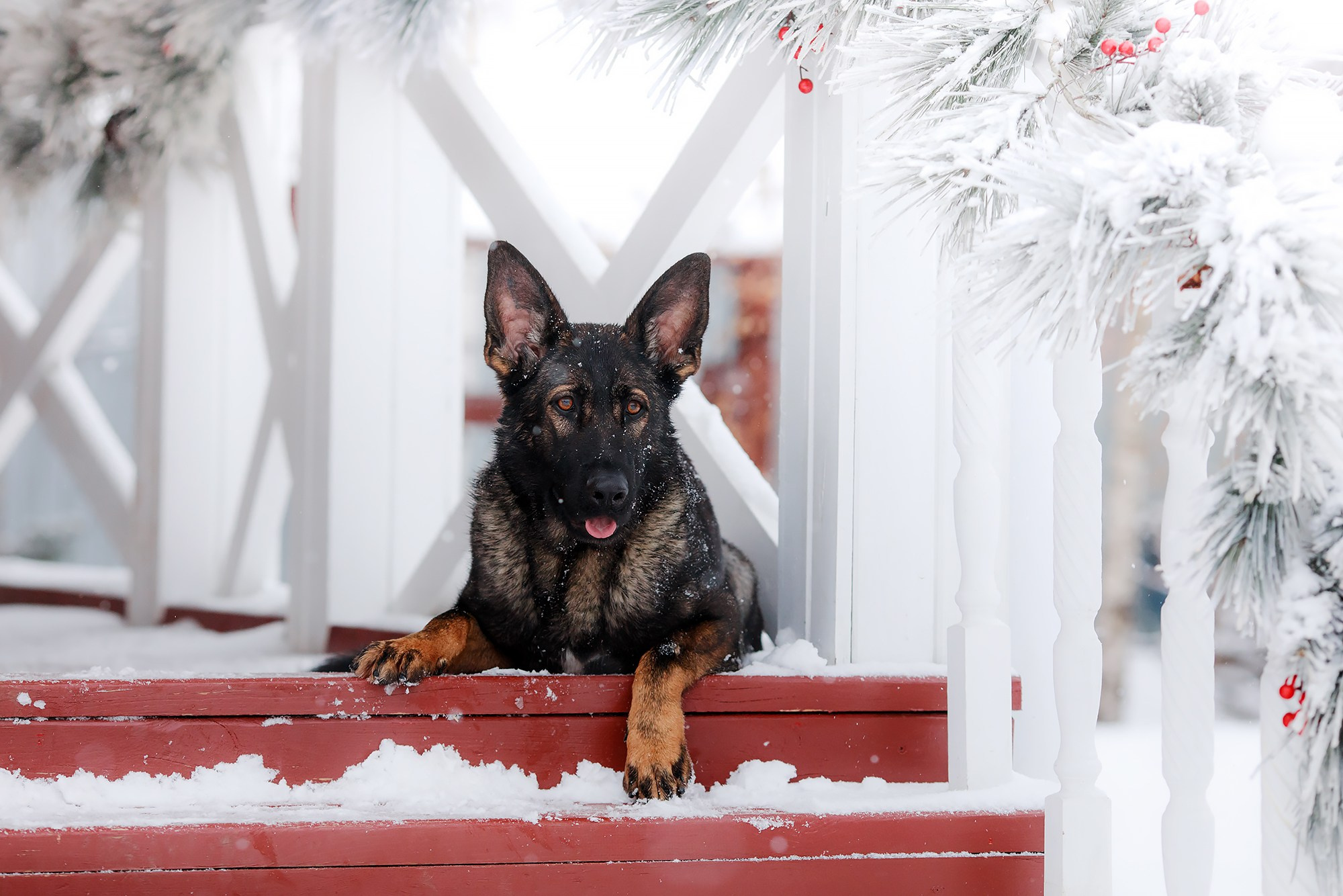 Зимние портреты. Фотограф-анималист Mary Mart — Москва, Питер