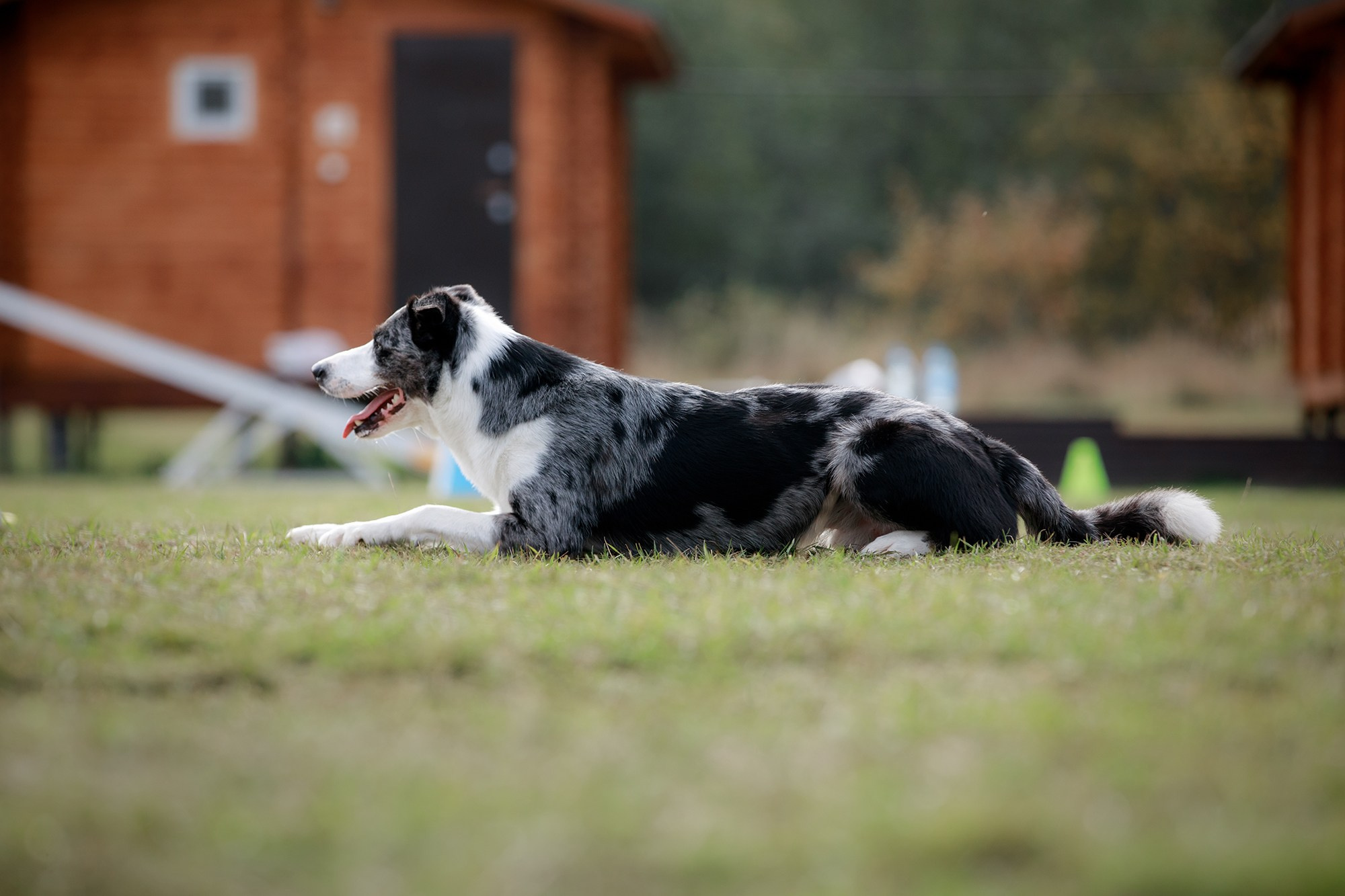 Лагерь по ОБД с Инной Баженовой. Фотограф-анималист Mary Mart — Москва, Питер
