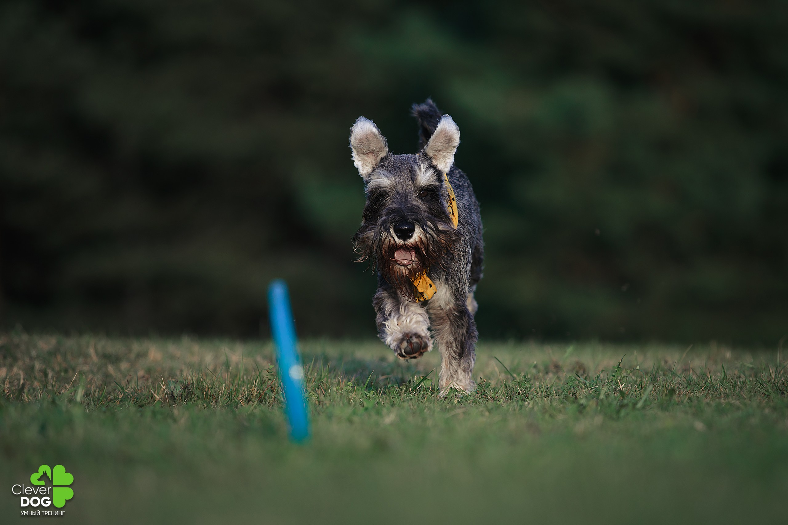 Кинологический лагерь CleverDog, 2024. Фотограф-анималист Mary Mart — Москва, Питер