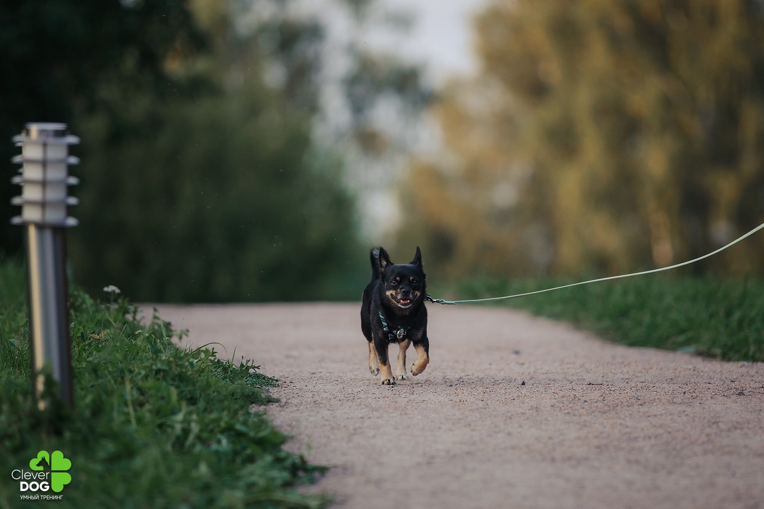 Кинологический лагерь CleverDog, 2024. Фотограф-анималист Mary Mart — Москва, Питер
