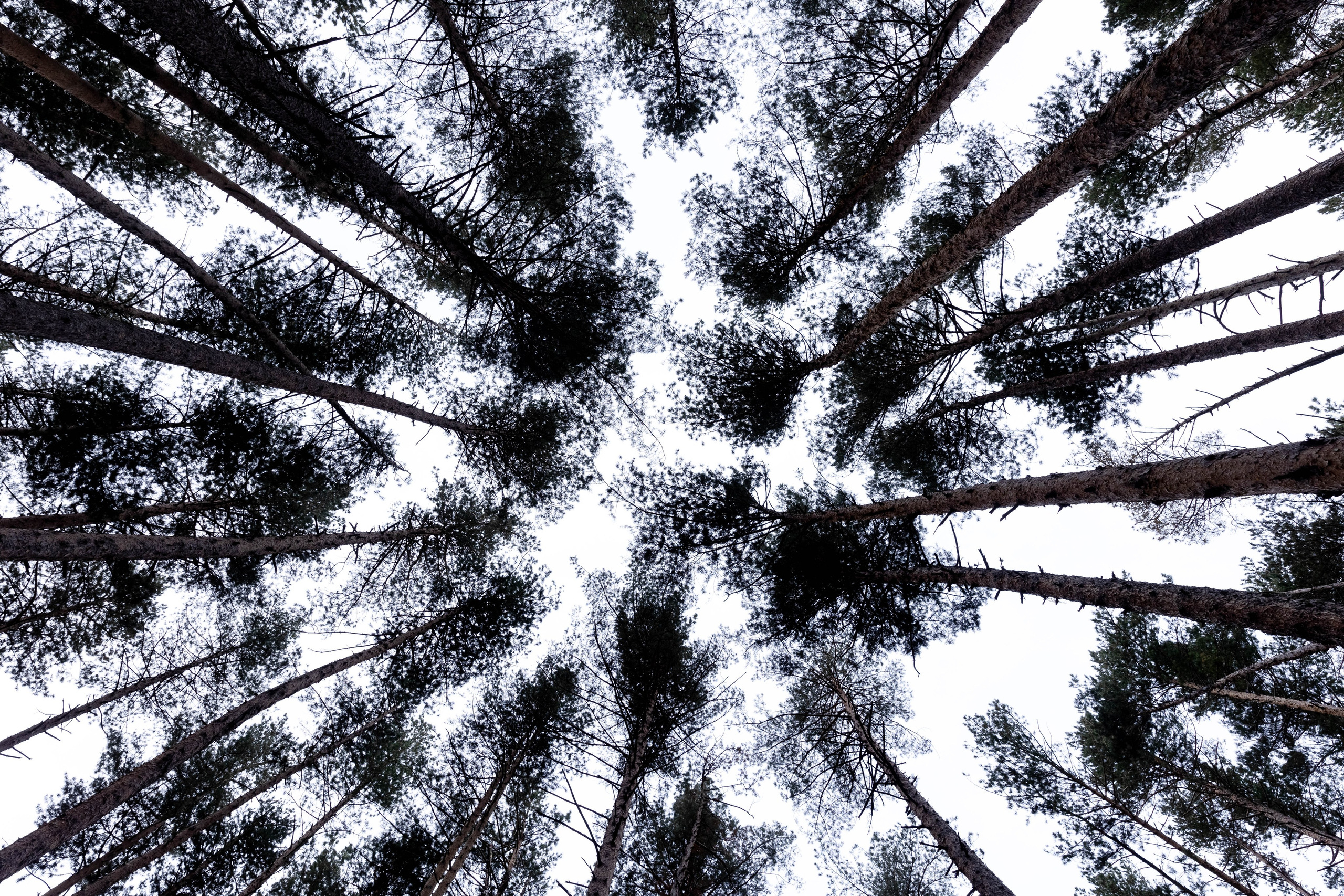 Wood 5642. Главная