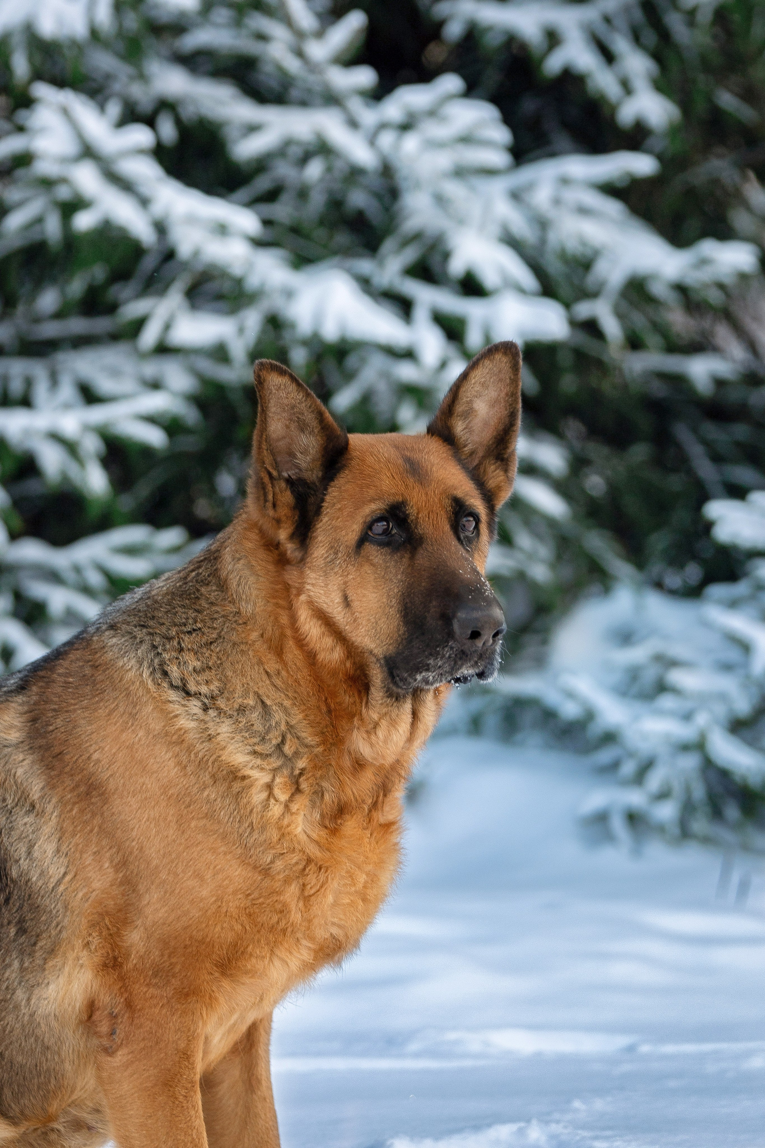 Барса. Юлия Микульская. Рыбинск