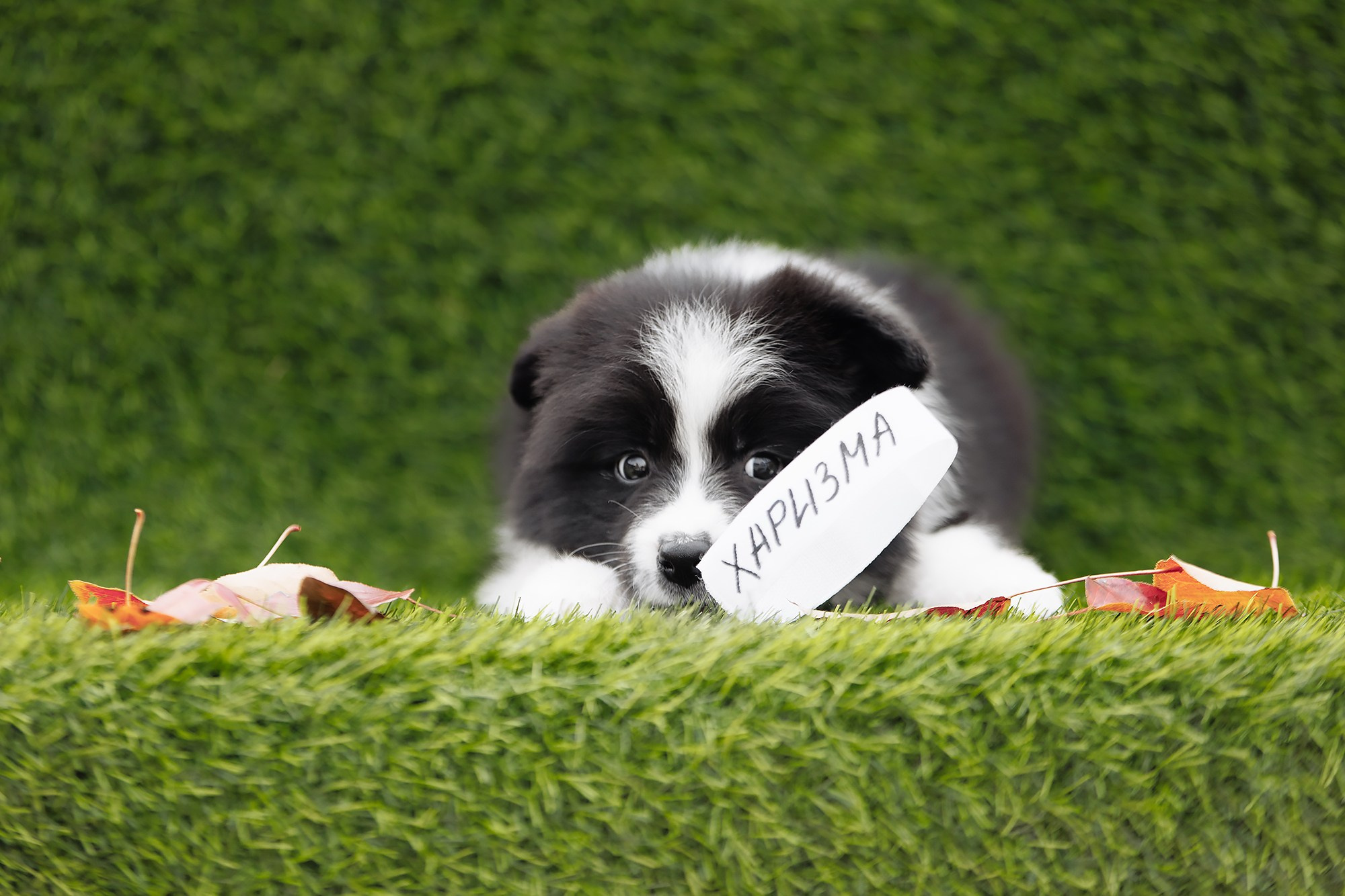 Новый лист. О нас