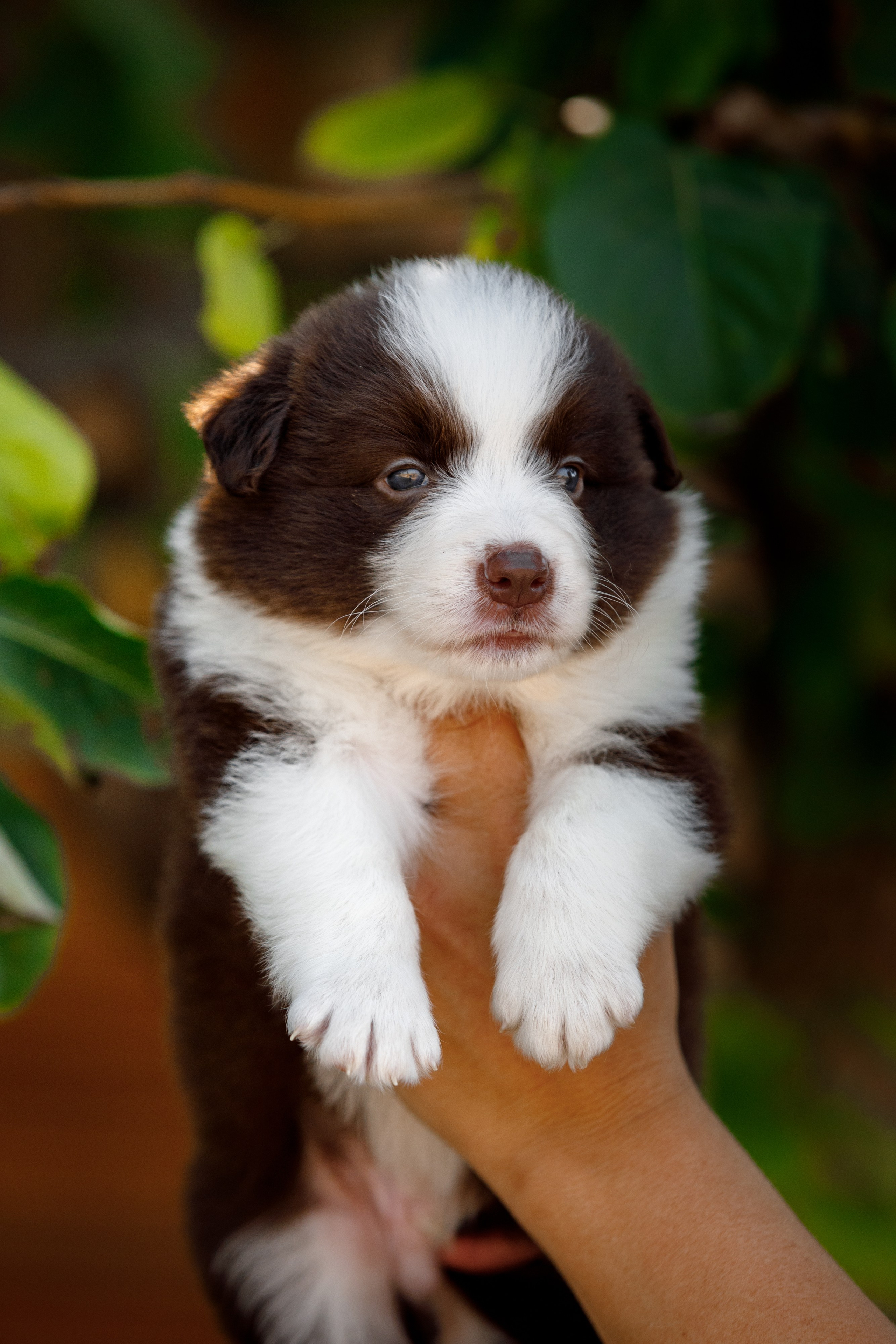 Смешарики. О нас