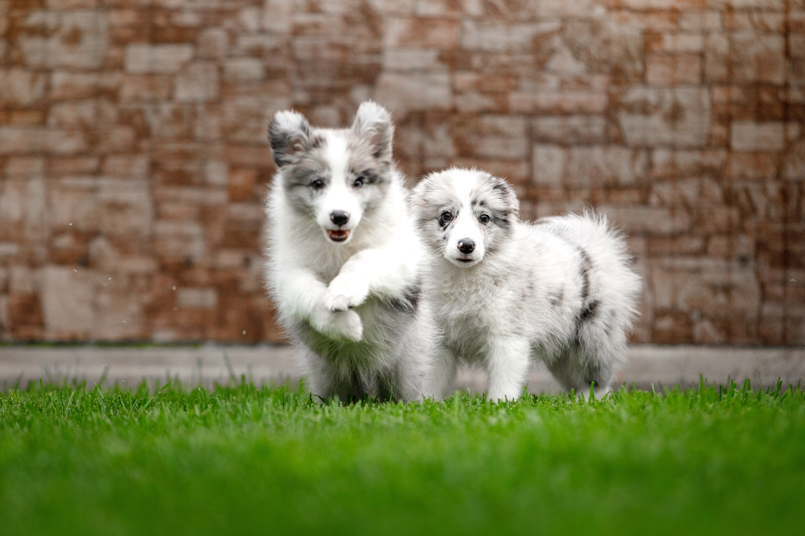 Болтовня в саду. О нас