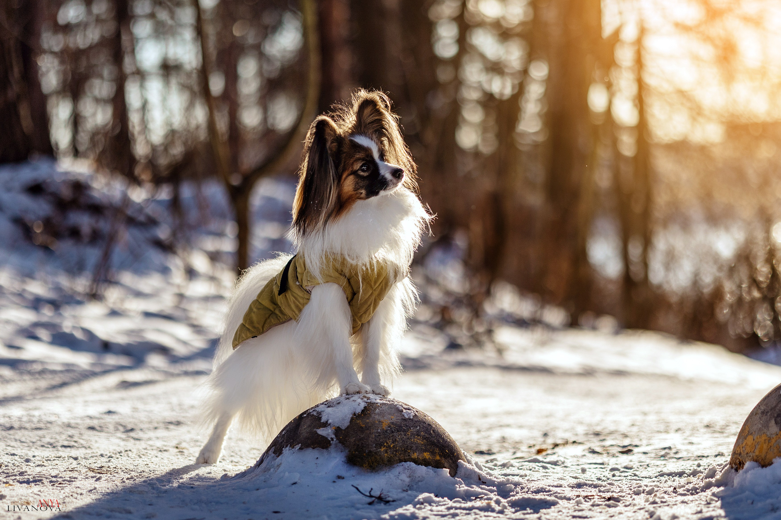 Хьюстон. Фотограф анималист Аня Ливанова | Рыбинск