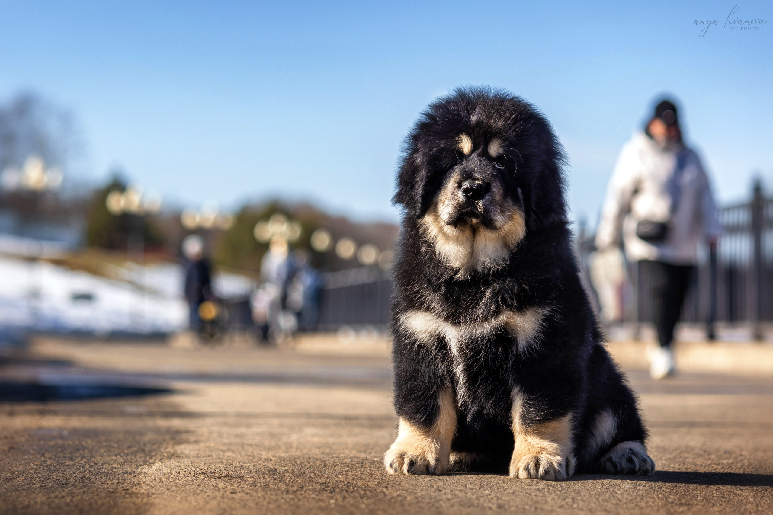 Тибеты. Фотограф анималист Аня Ливанова | Рыбинск