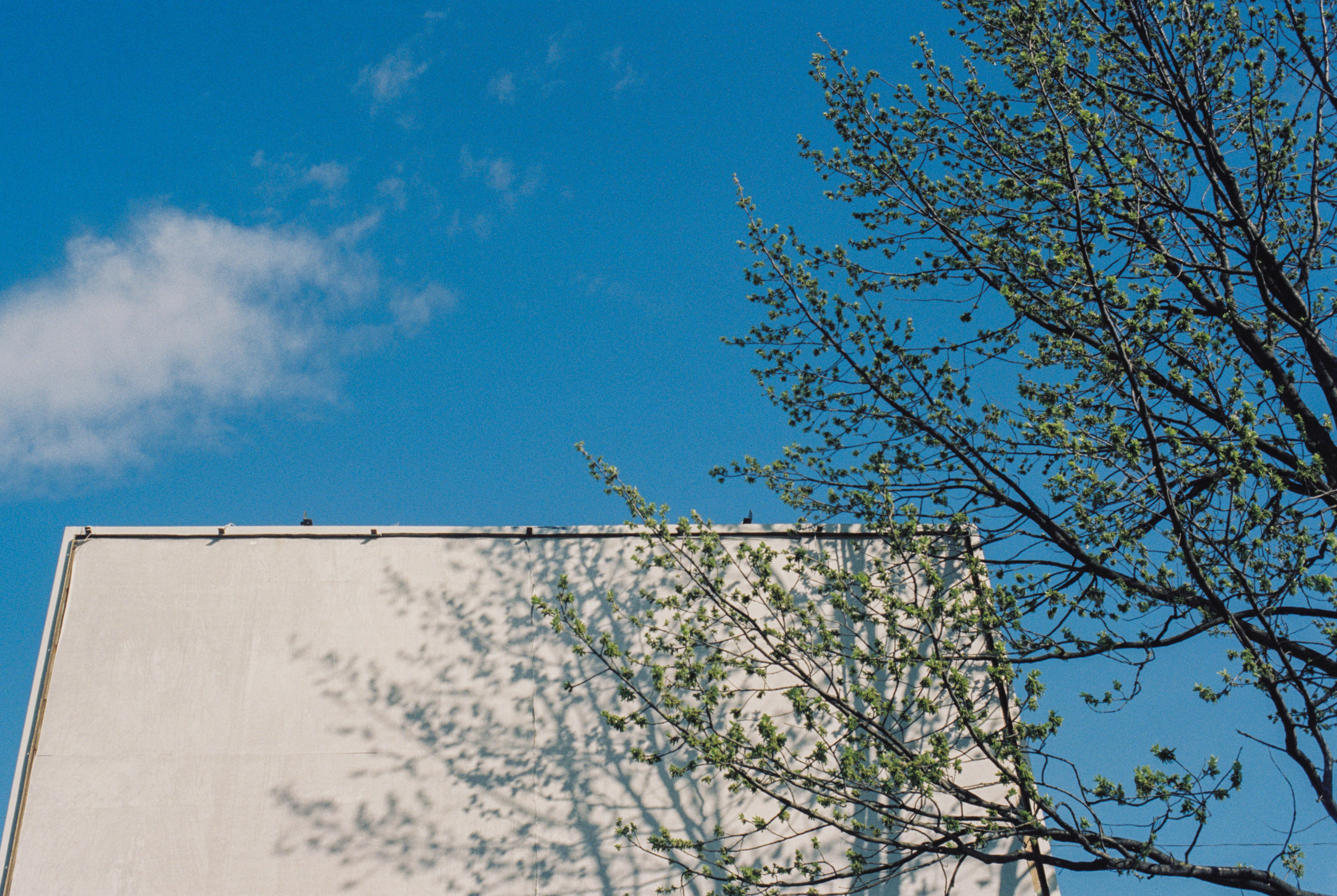 Плёночная весна 2025. Илья Михачёв Фотограф ПРО людей