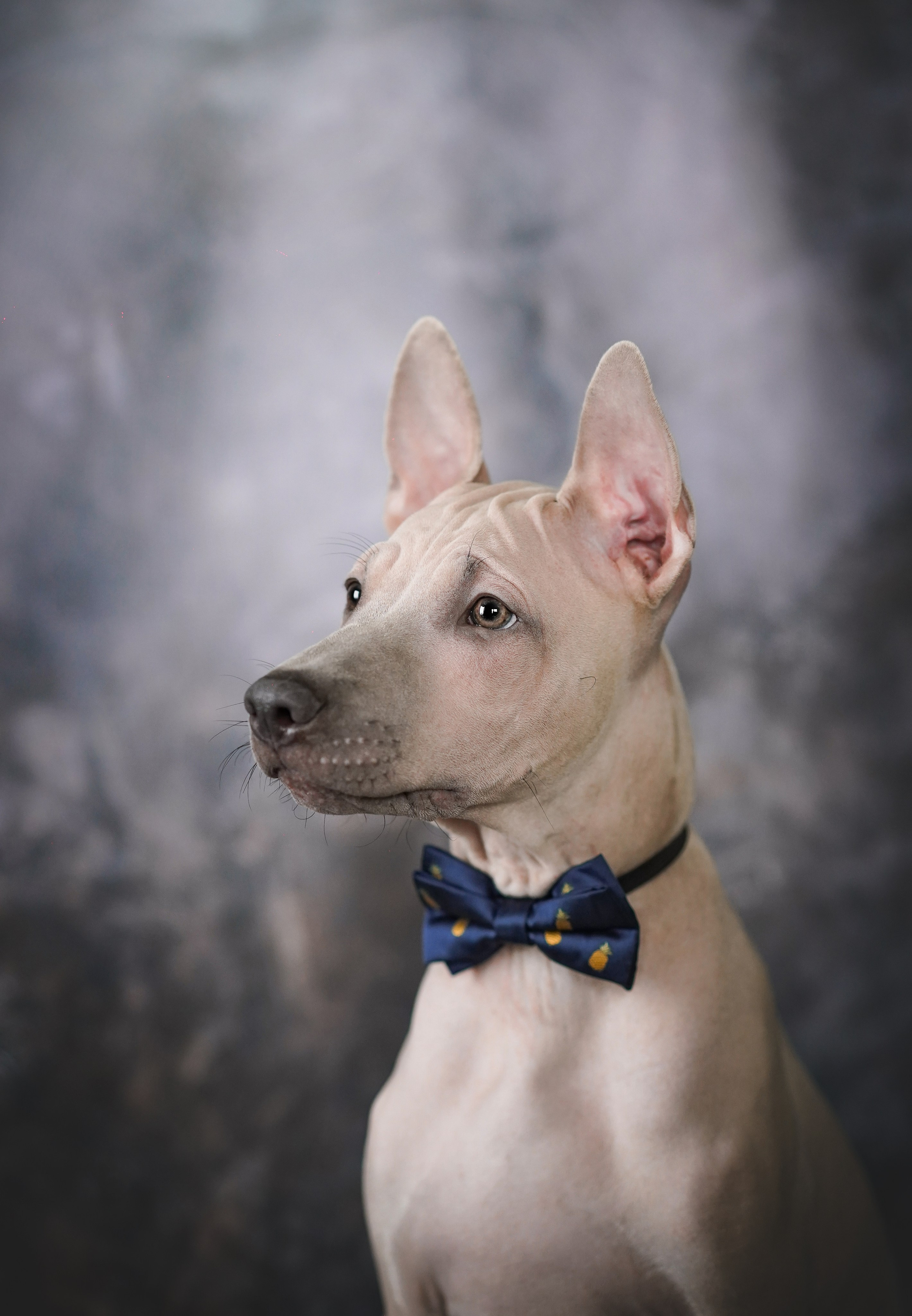 Щенки тайского риджбека. Фотограф-анималист в Санкт-Петербурге Яна Мартынова