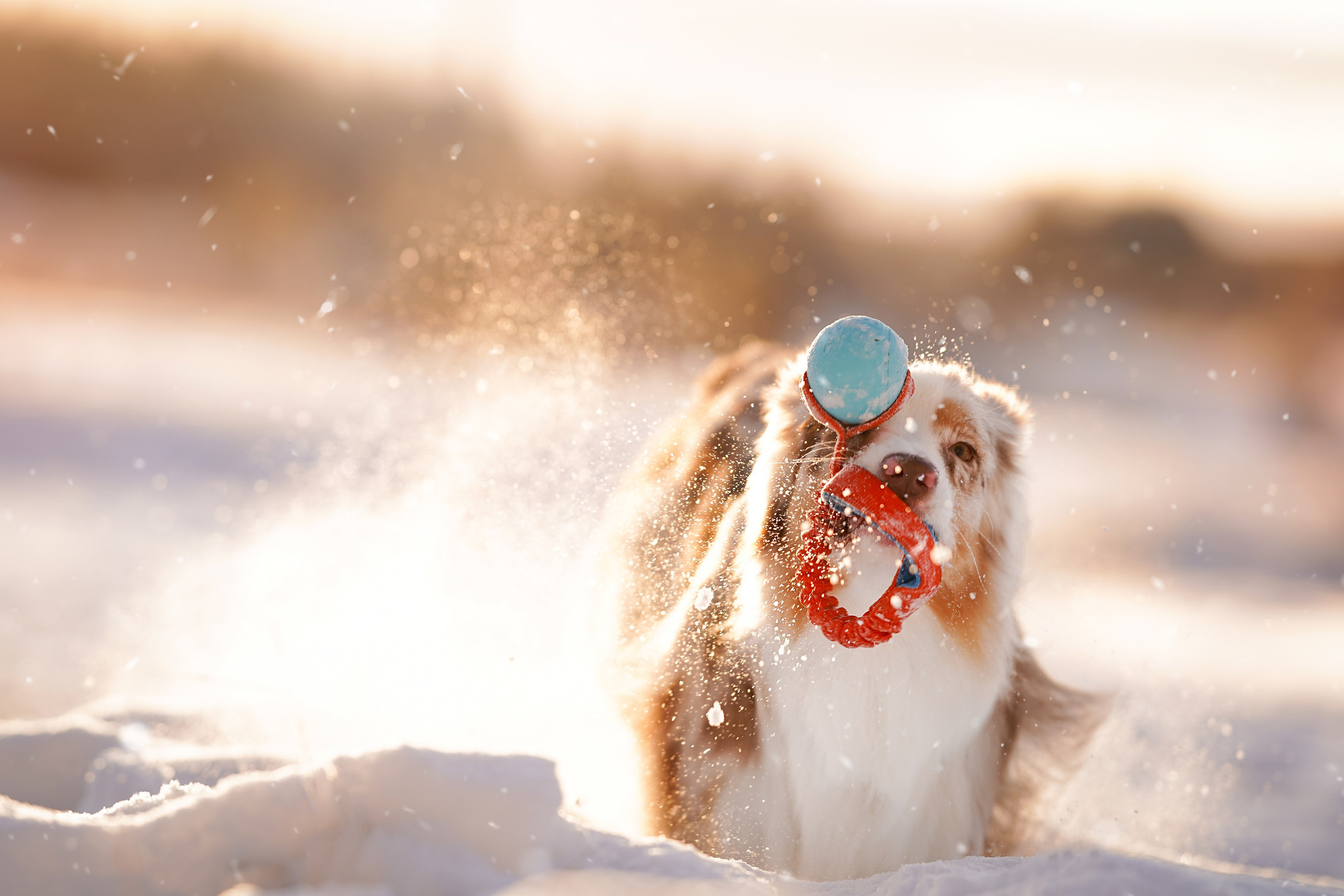 Панда и Юни Карелия. Фотограф-анималист в Санкт-Петербурге Яна Мартынова