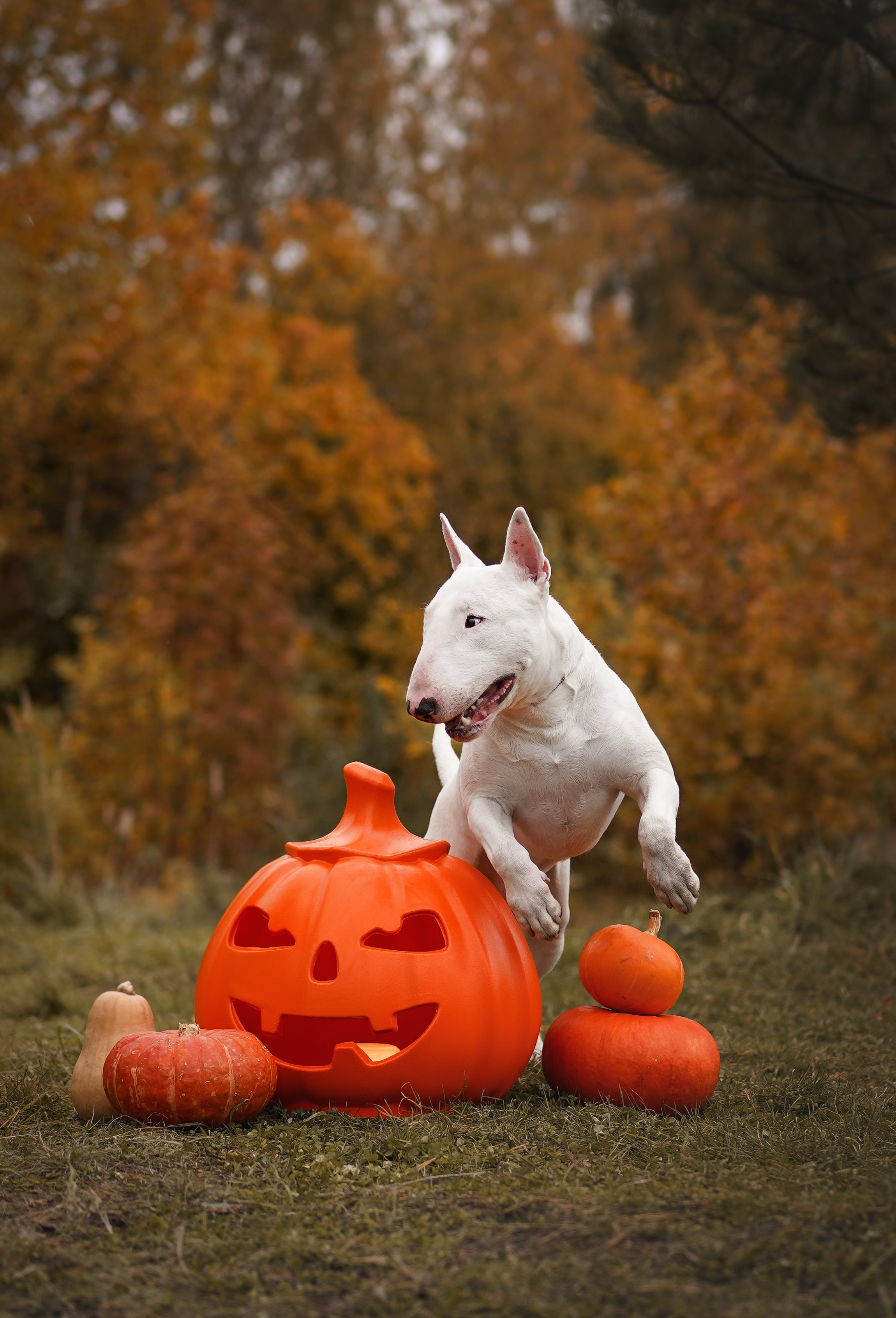 Настя Рома и Сахар Хелоуин. Фотограф-анималист в Санкт-Петербурге Яна Мартынова