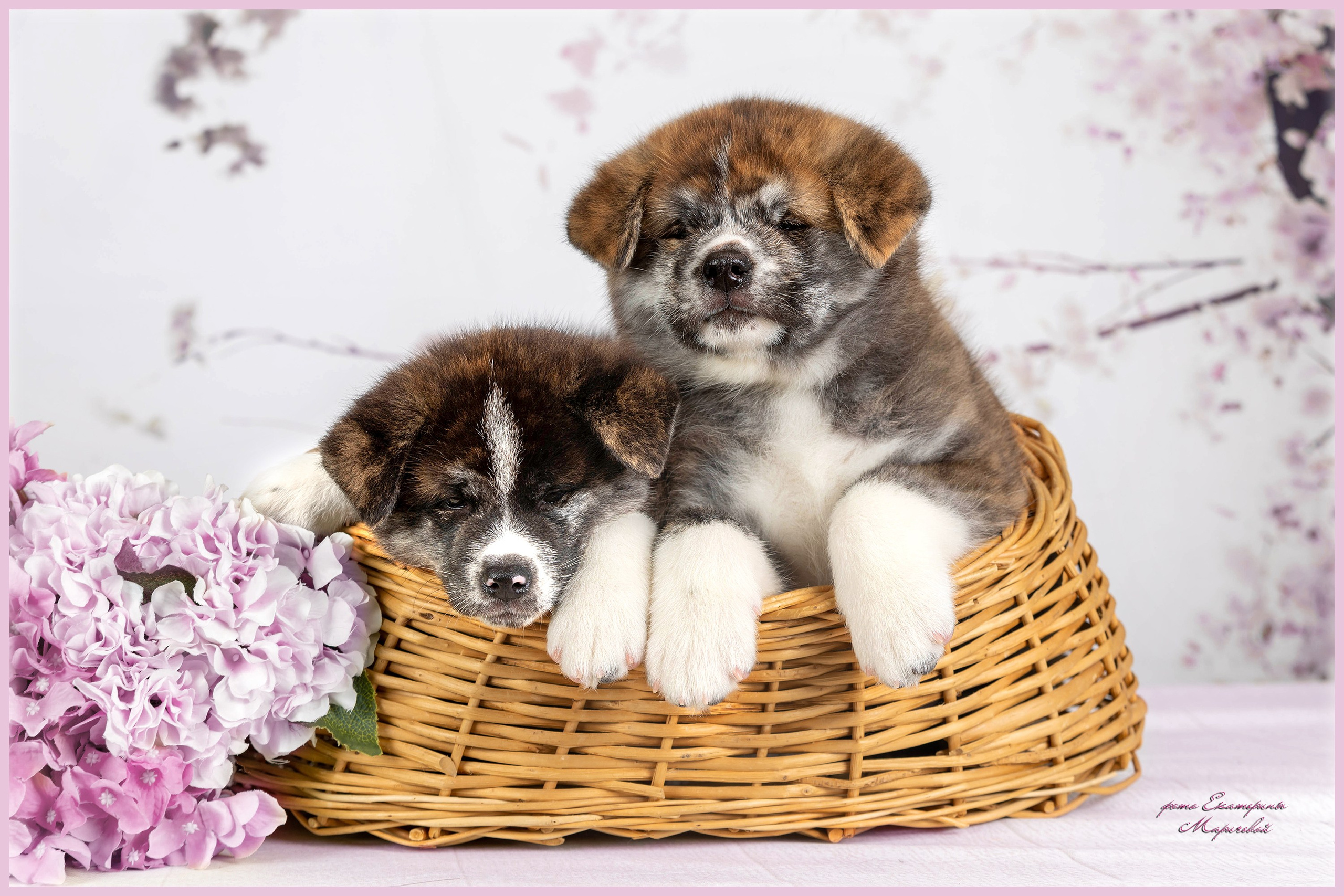 Тематические фоны с рисунком. Фотограф-анималист в Омске Екатерина Маричева