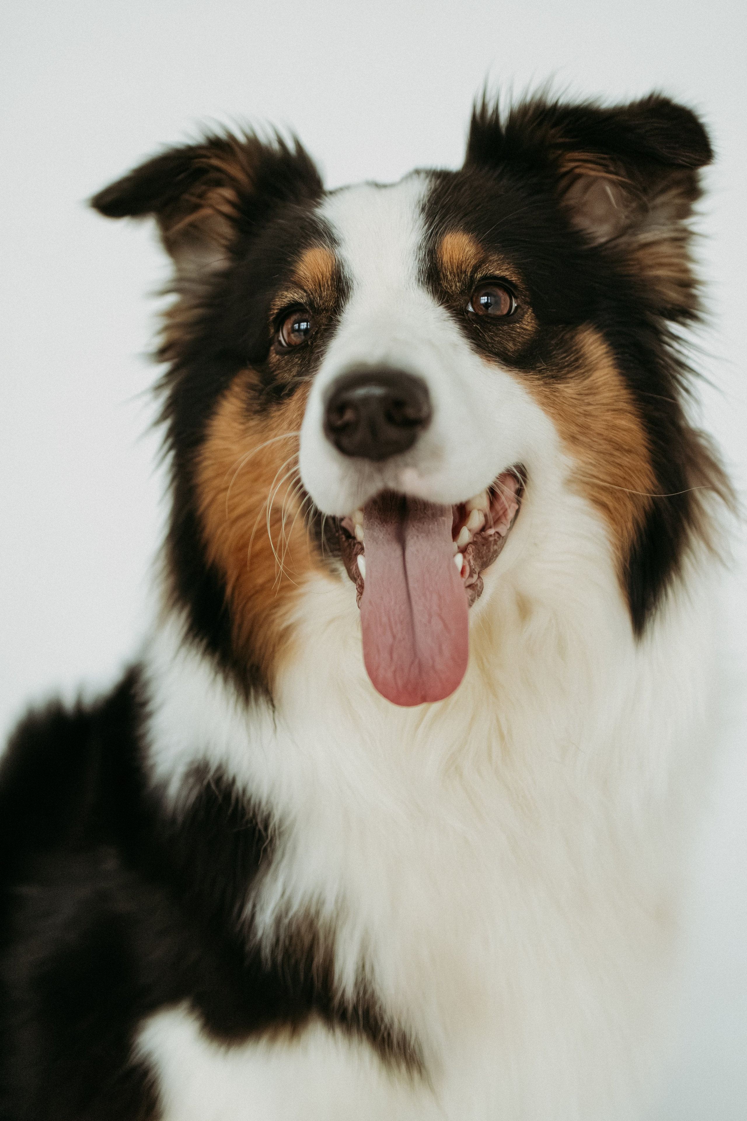 Мячи-попрыгуны. Фотораф — анималист Мария Шистка