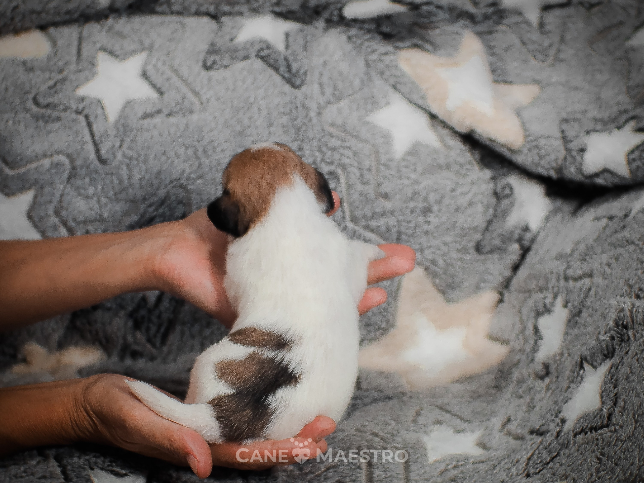 КОБЛ_5_БР_27. CANE MAESTRO — kennel Jack Russell Terrier