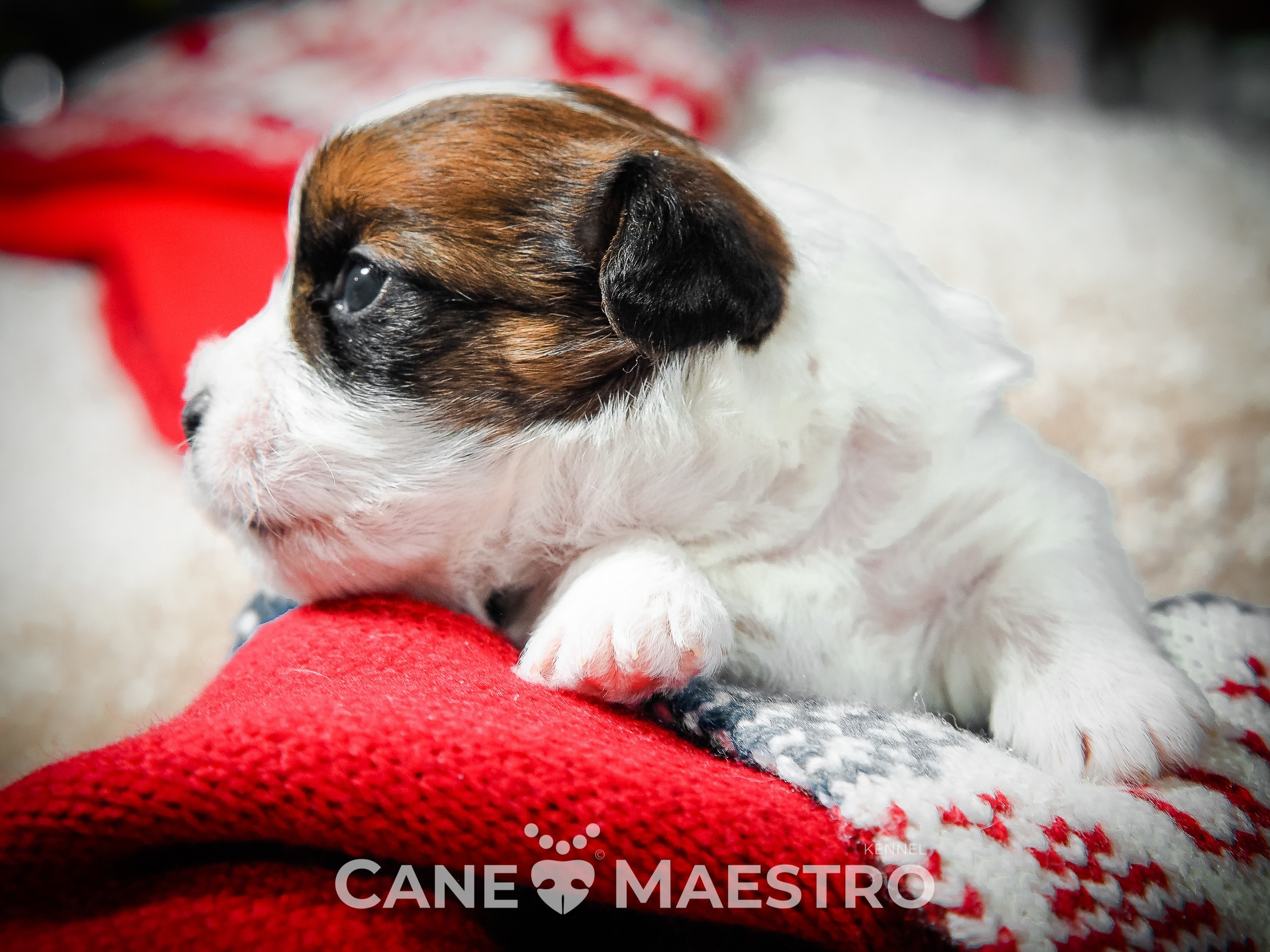 Мальчик 2. Кобель бело-рыжий. Джек рассел терьер щенок. КАНЕ МАЭСТРО — питомник Джек рассел терьеров