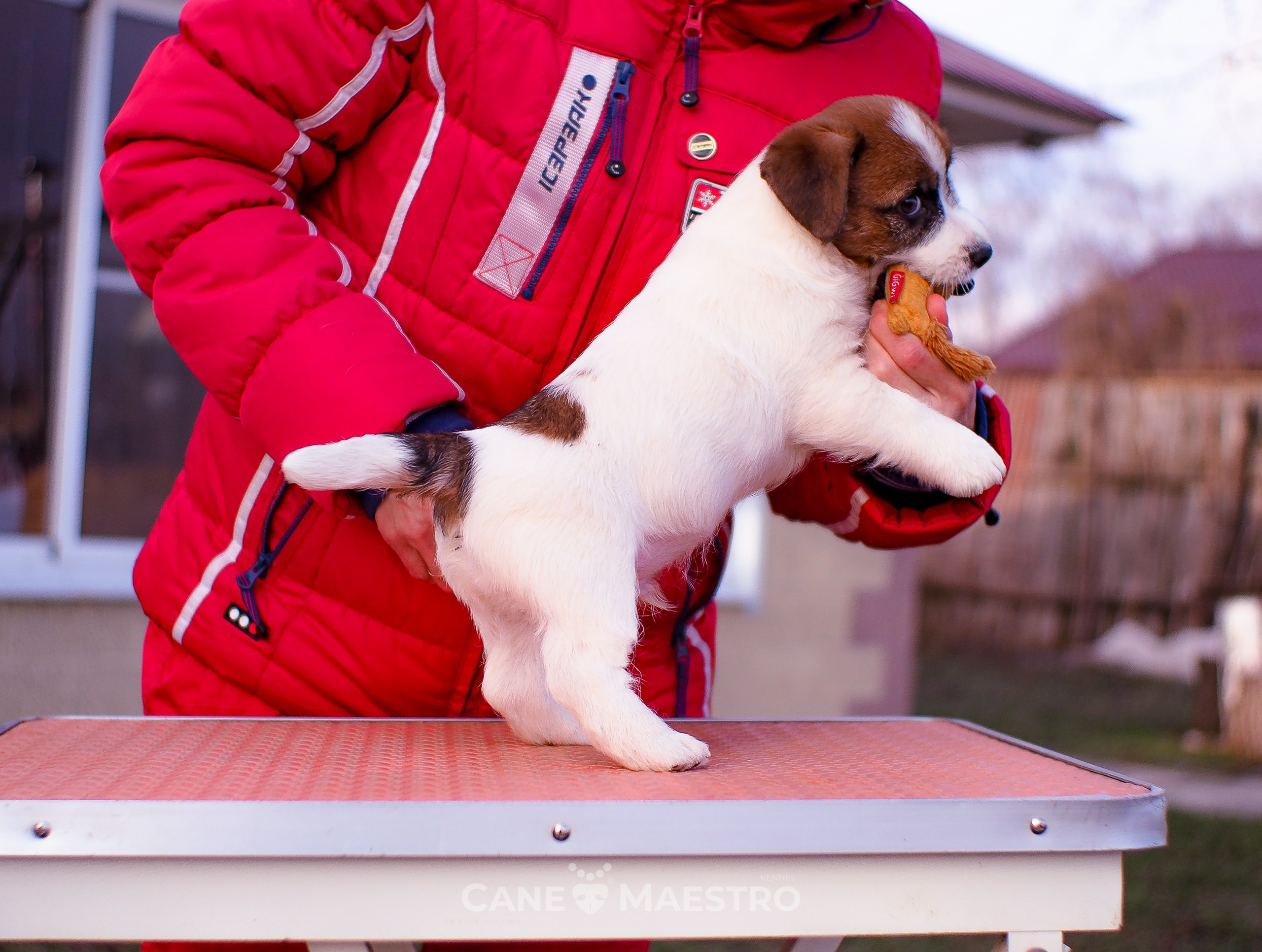 Мальчик 2. Кобель бело-рыжий. Джек рассел терьер щенок. КАНЕ МАЭСТРО — питомник Джек рассел терьеров