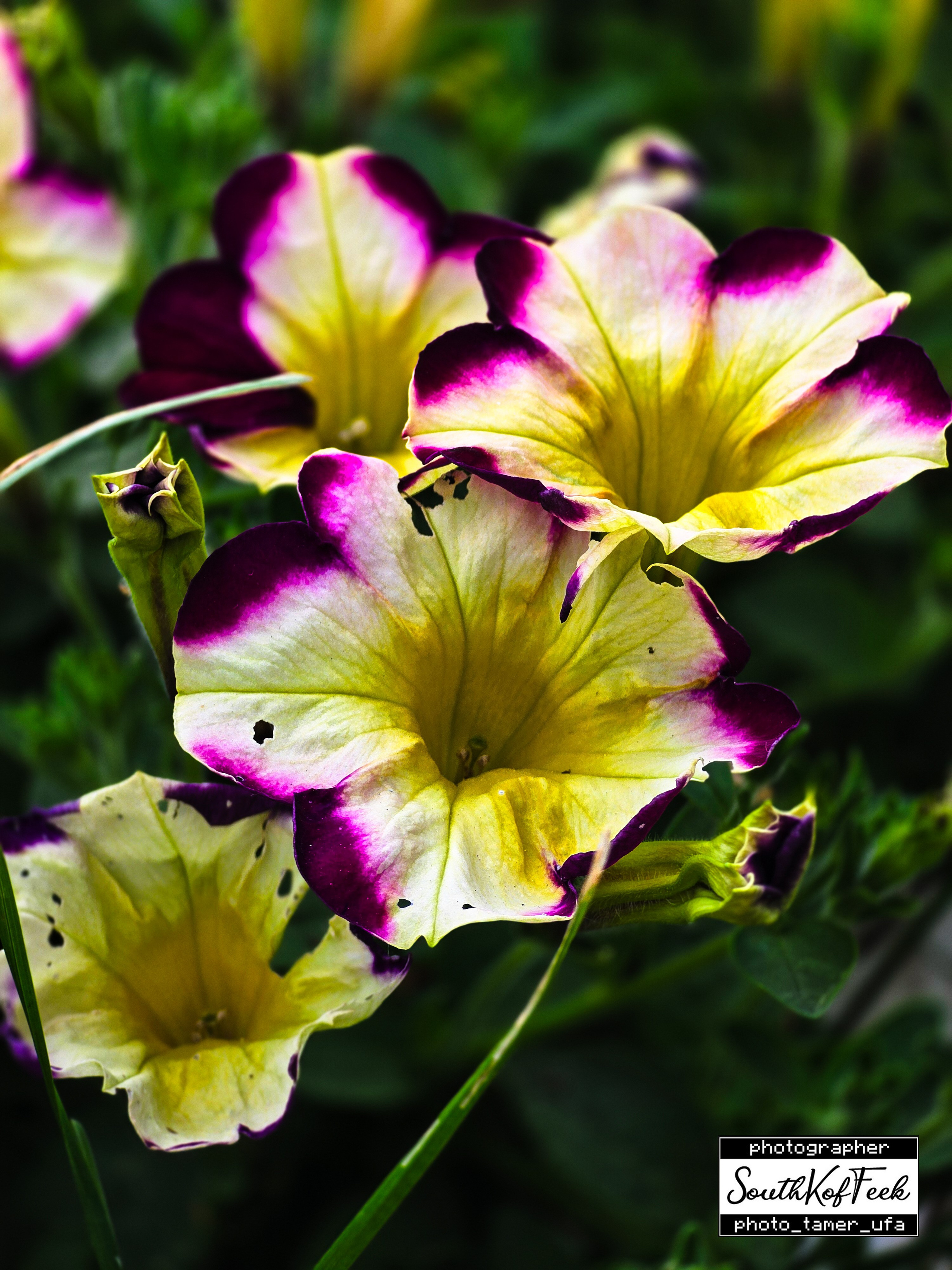 Цветы?. Photo Tamer Ufa