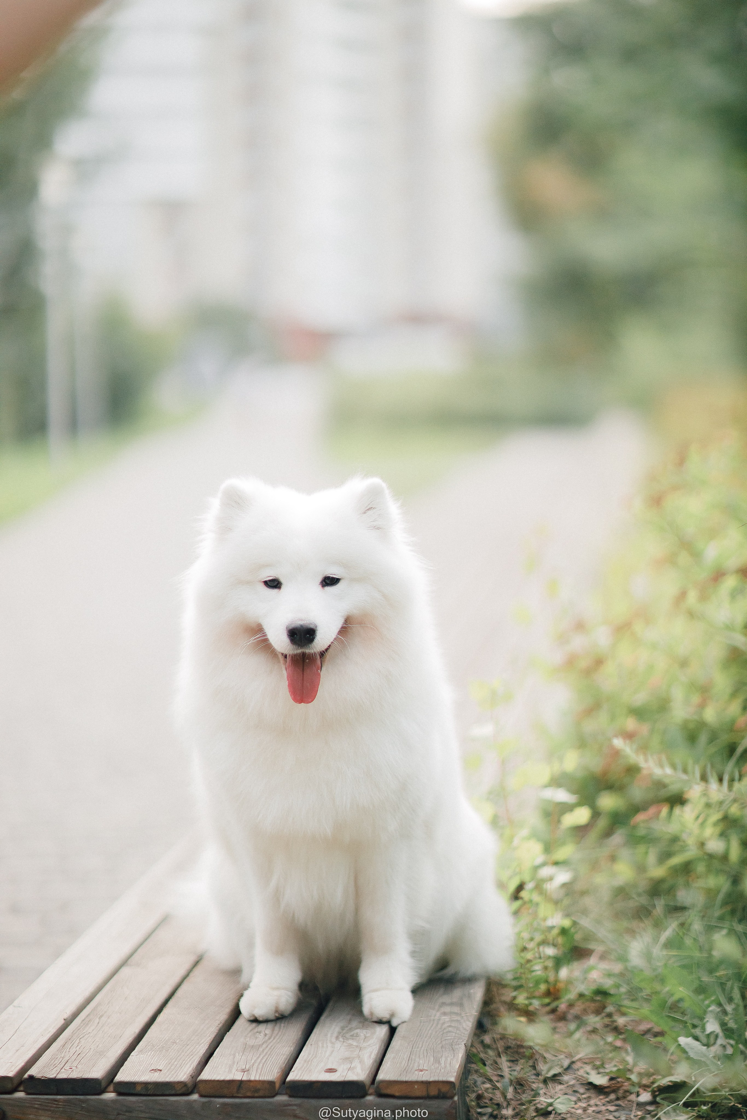 Самоед Рея. Свадебный и женский фотограф