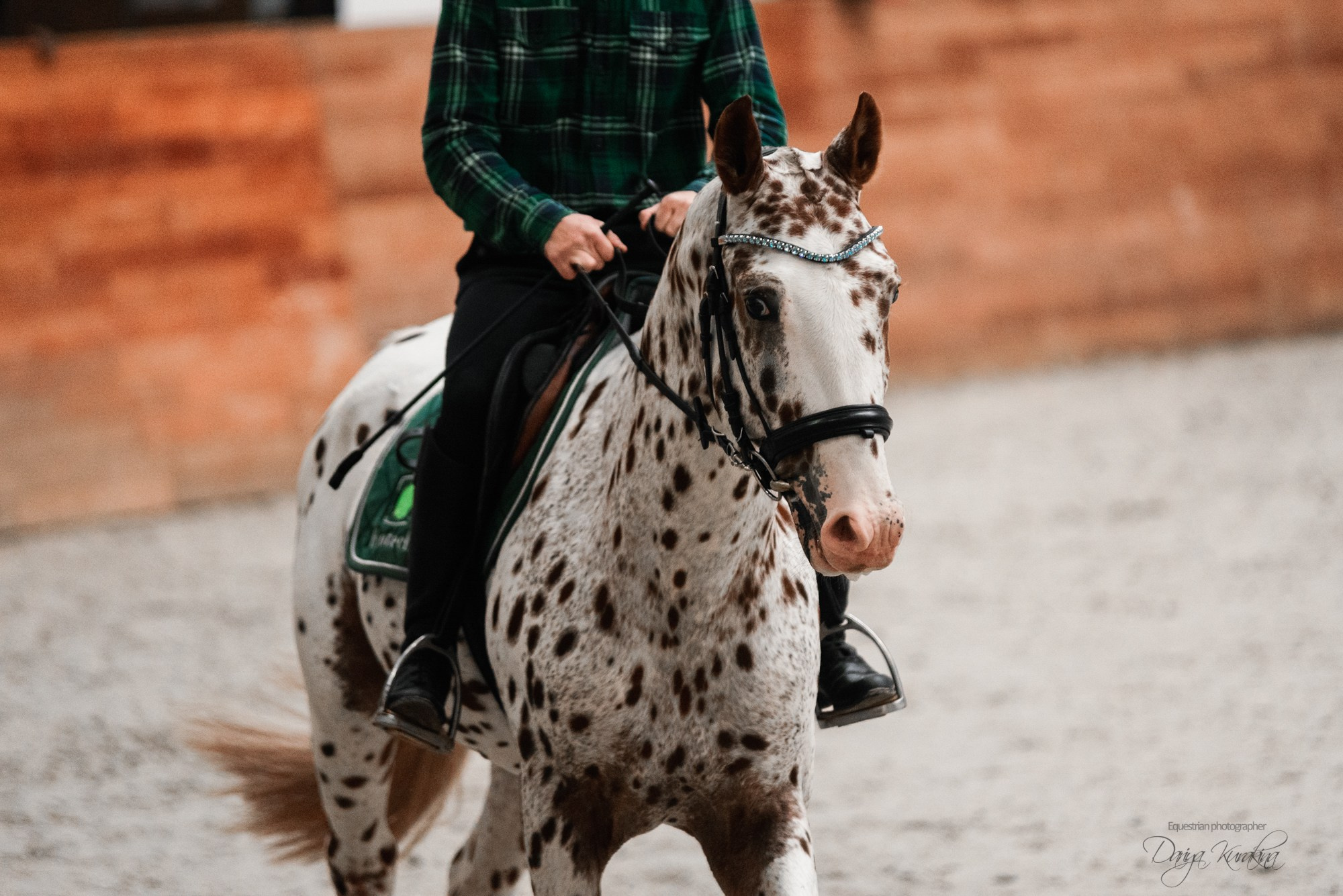 8-я международная выставка Конная Россия. Конный фотограф Куракина Дарья • Фотосессии с лошадьми