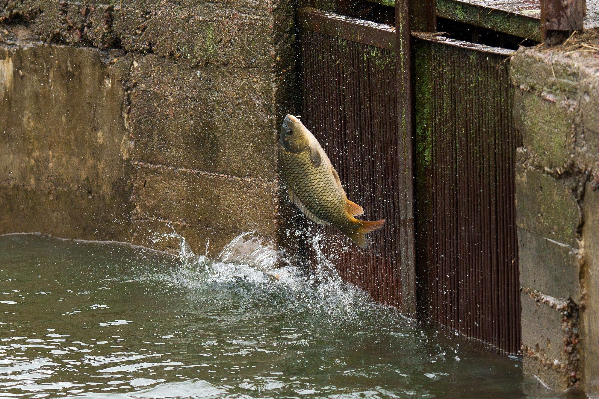 Животные. Ваш личный фотограф Марина Волкова