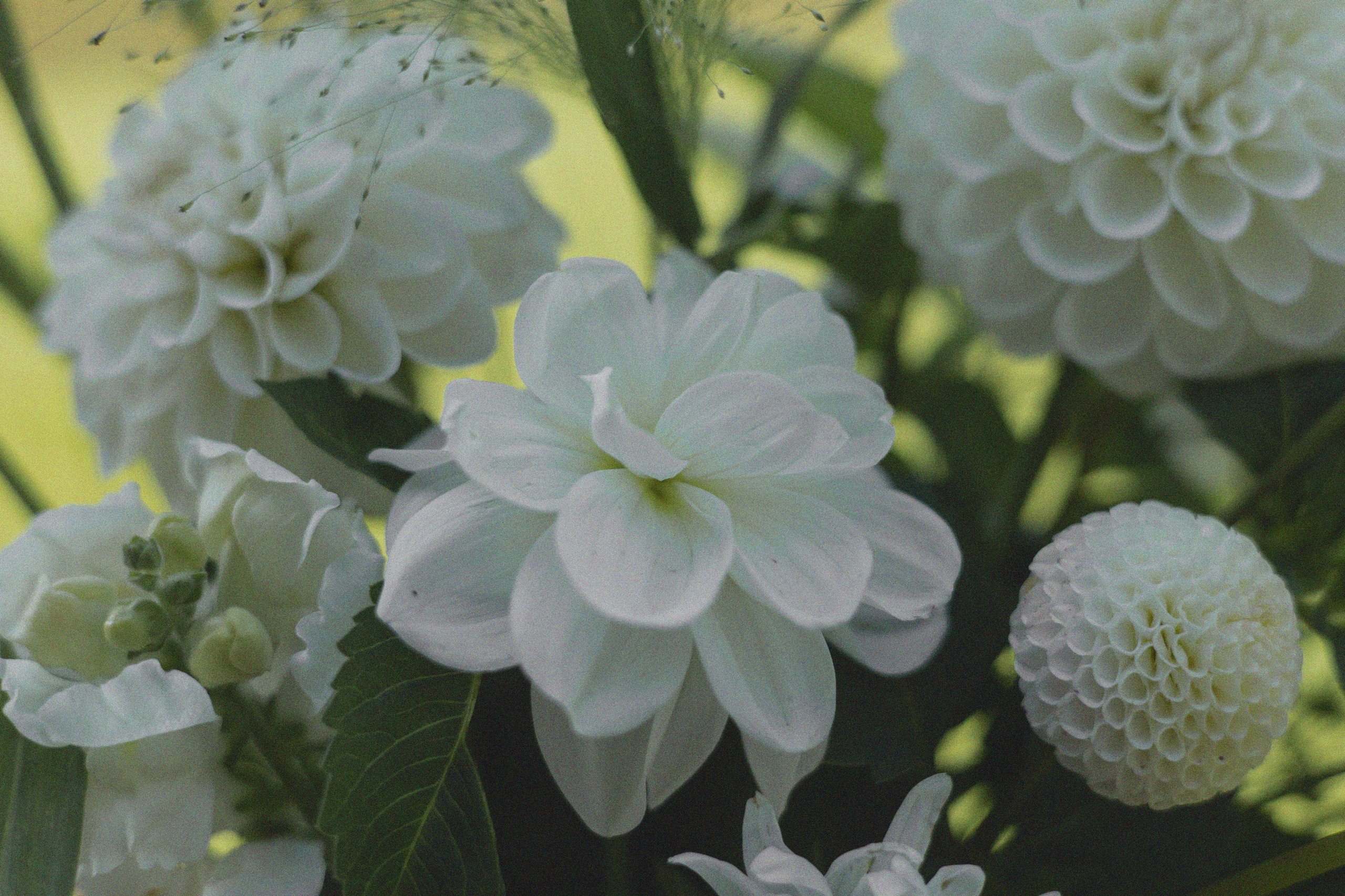 ДИНИЯ. Фотограф Элла Ефимова