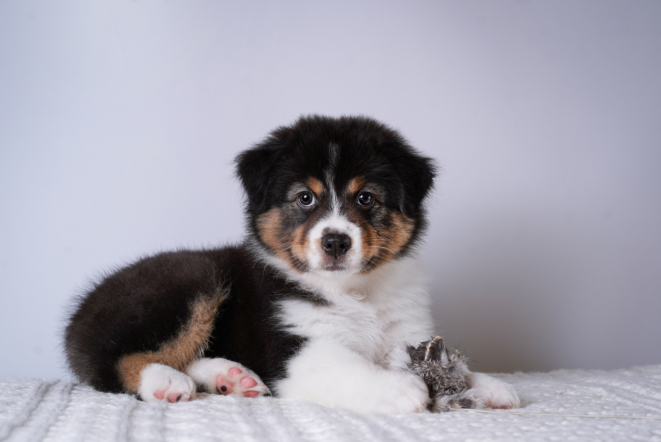 Щенки аусси. Фотограф-анималист в Санкт-Петербурге Яна Мартынова