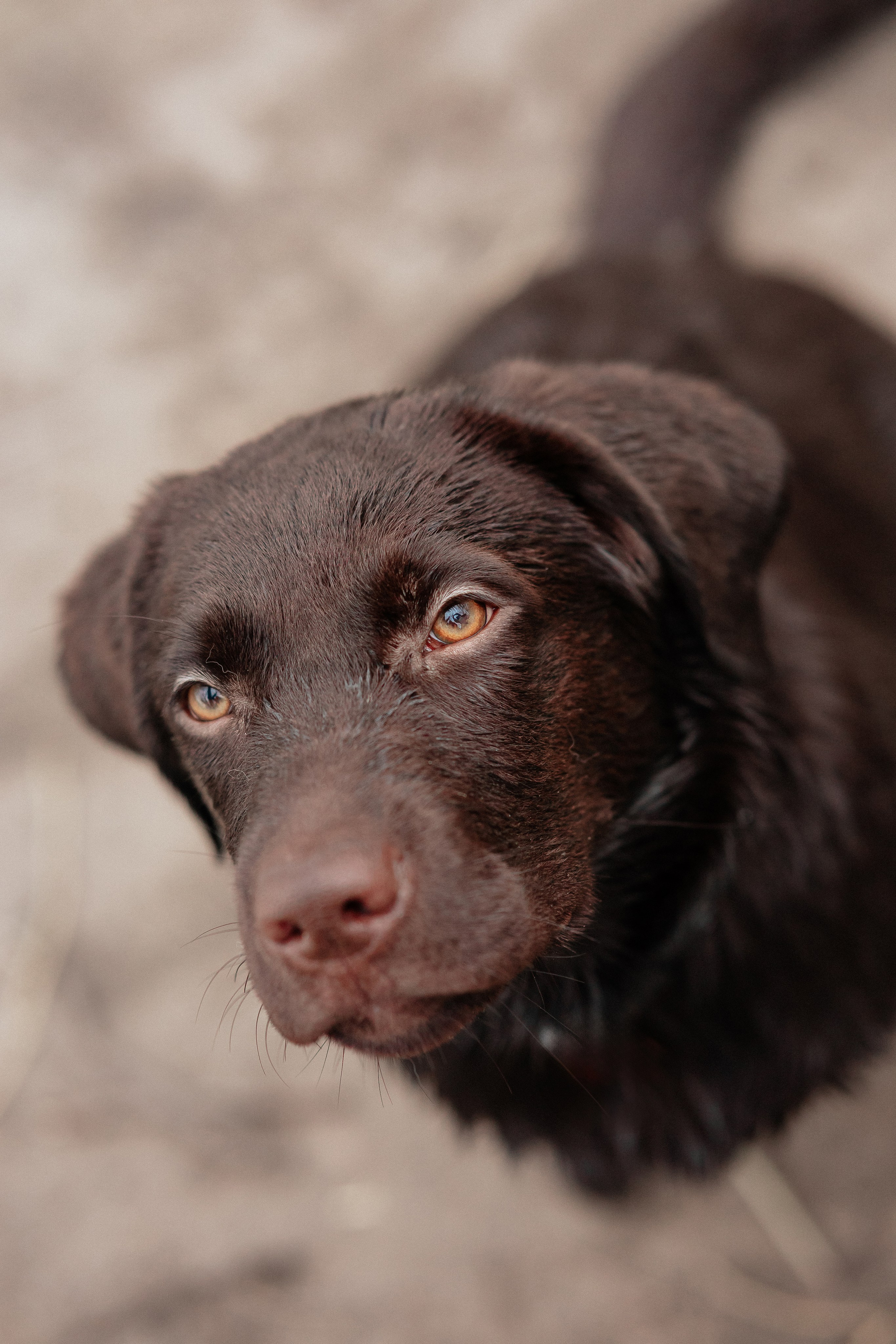 Ника и Ричи. Фотограф в Санкт-Петербурге Алёна Губинская