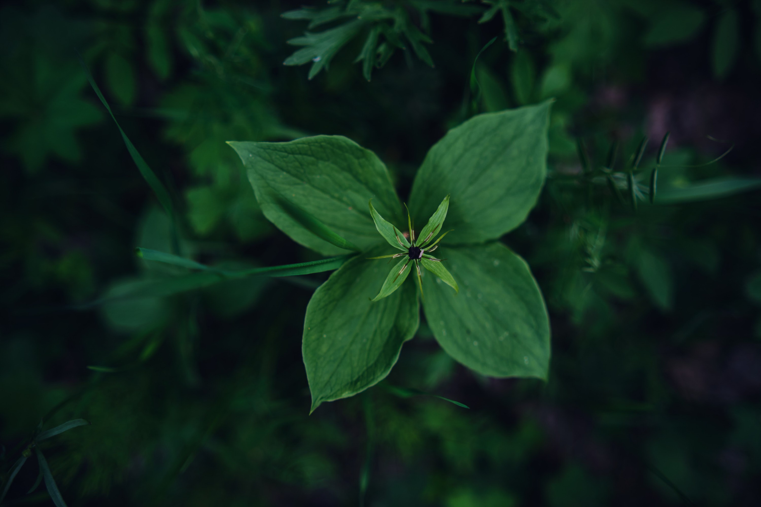 Русский север: путешествие по Карелии, Архангельской и Вологодской областям