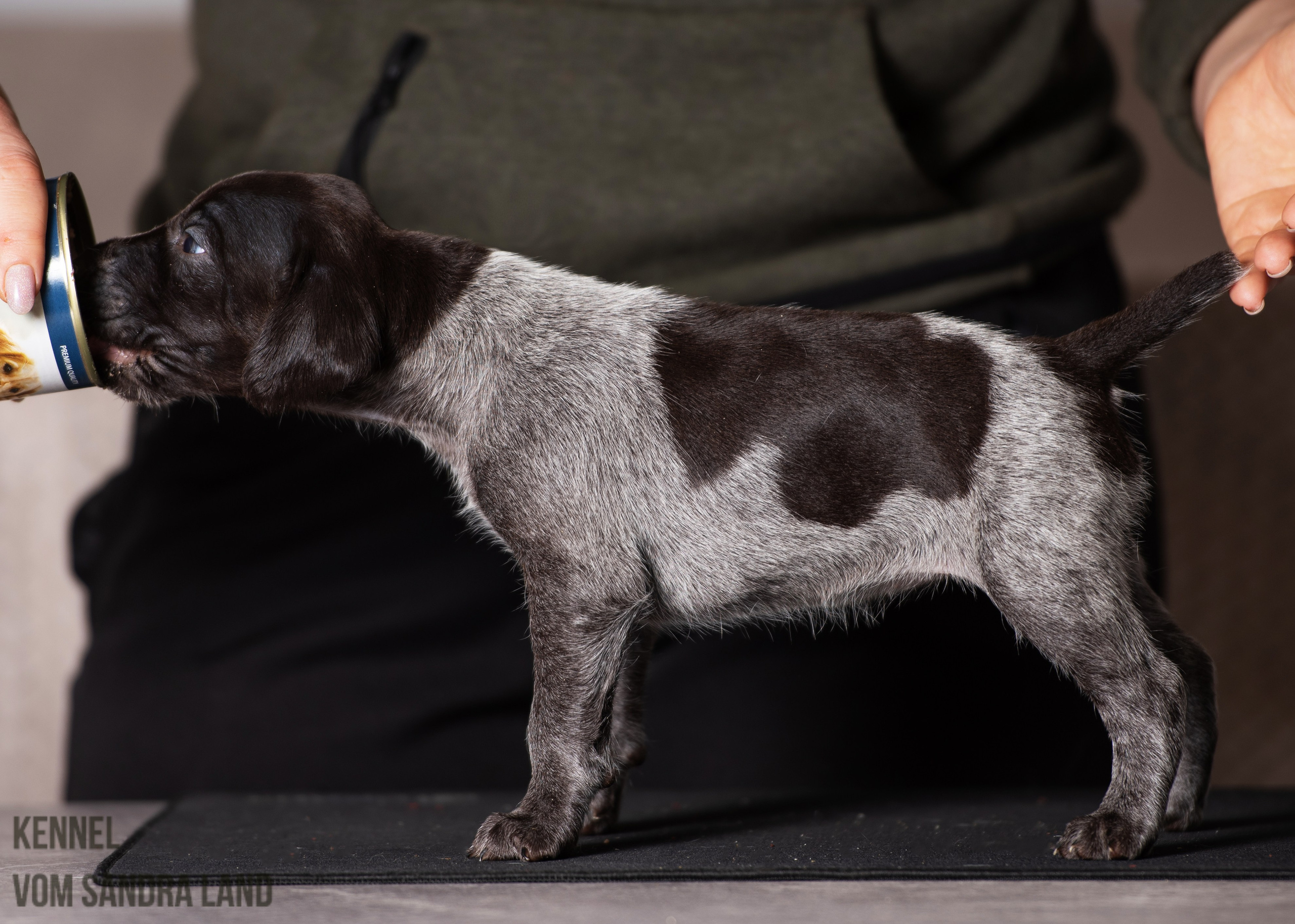 Венера вом Сандра Лэнд, Venera vom Sandra Land