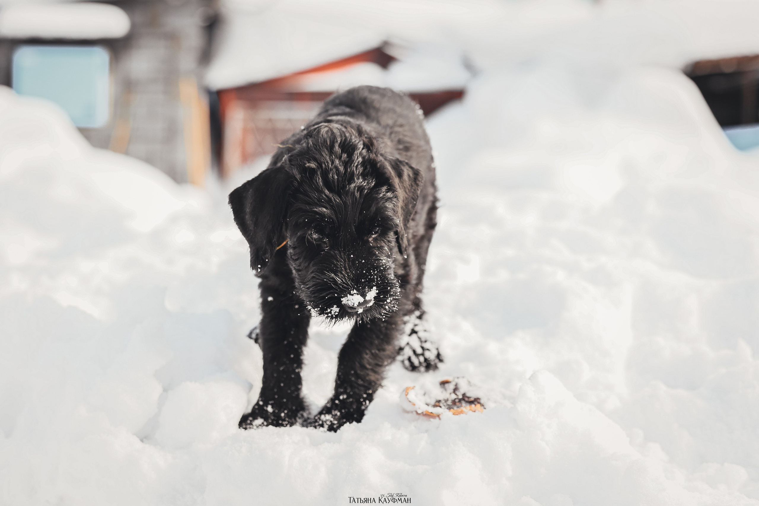 Ризеншнауцер, щенки ризеншнауцера, купить ризеншнауцера, купить щенка, ризеншнауцер Новосибирск, фотосъемка щенков, фотосессия собак, заказать фотосессию, фотографии щенков, сфотографировать щенка, фотограф Анималист, фотограф собак Новосибирск, фотограф анималист Новосибирск