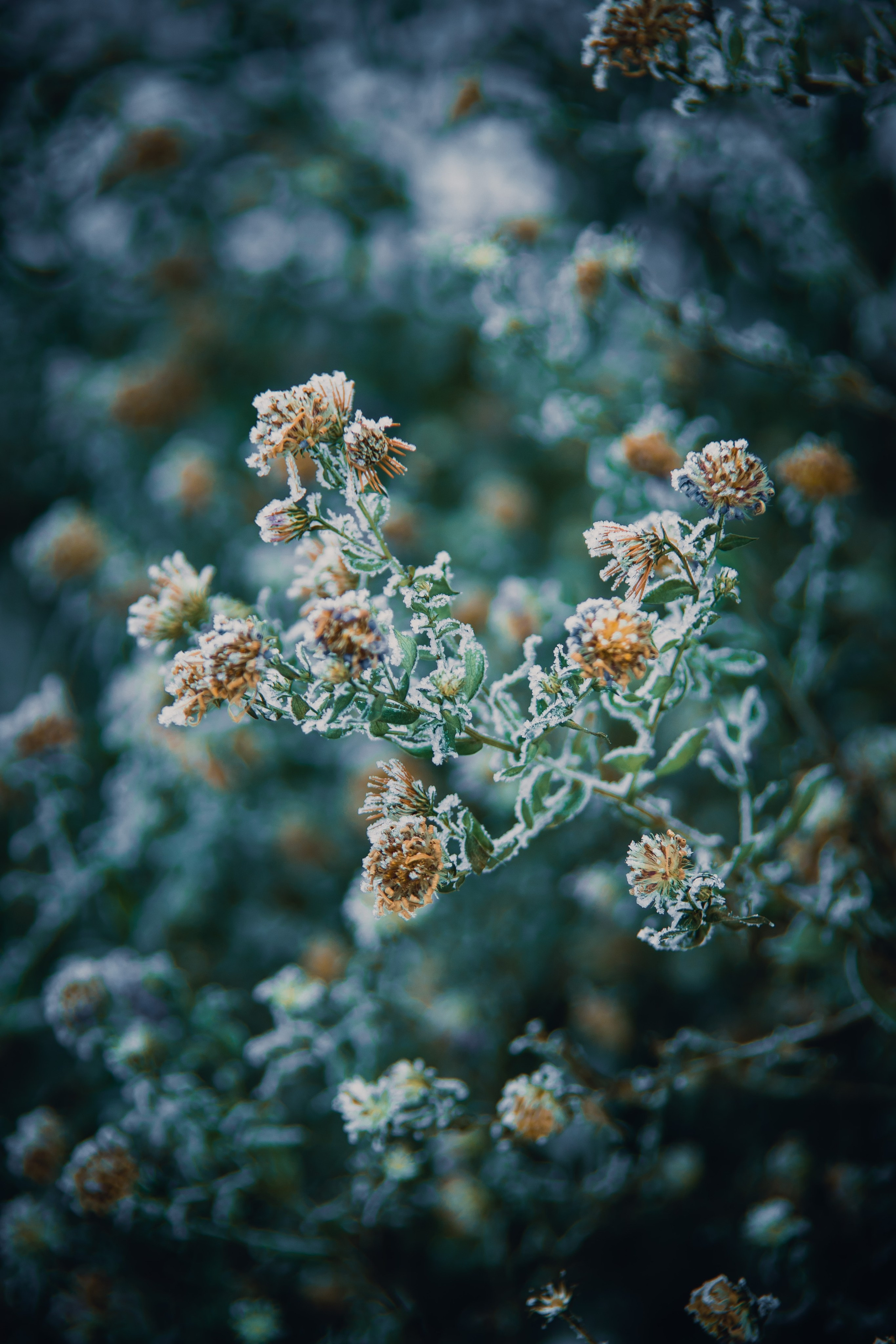 Природа. Darinishna Фэнтези-фотограф Хабаровск