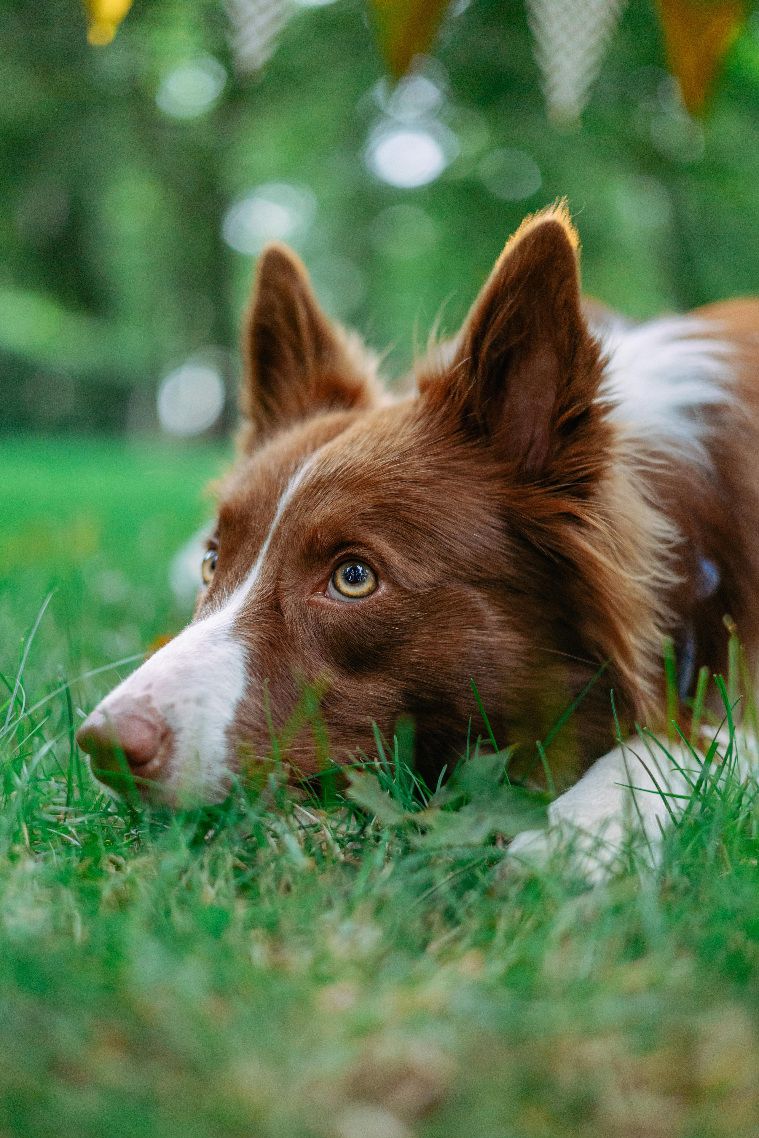Настя, Ваня, Бейлис и Грэгори. Фотограф Анна Луценко Москва