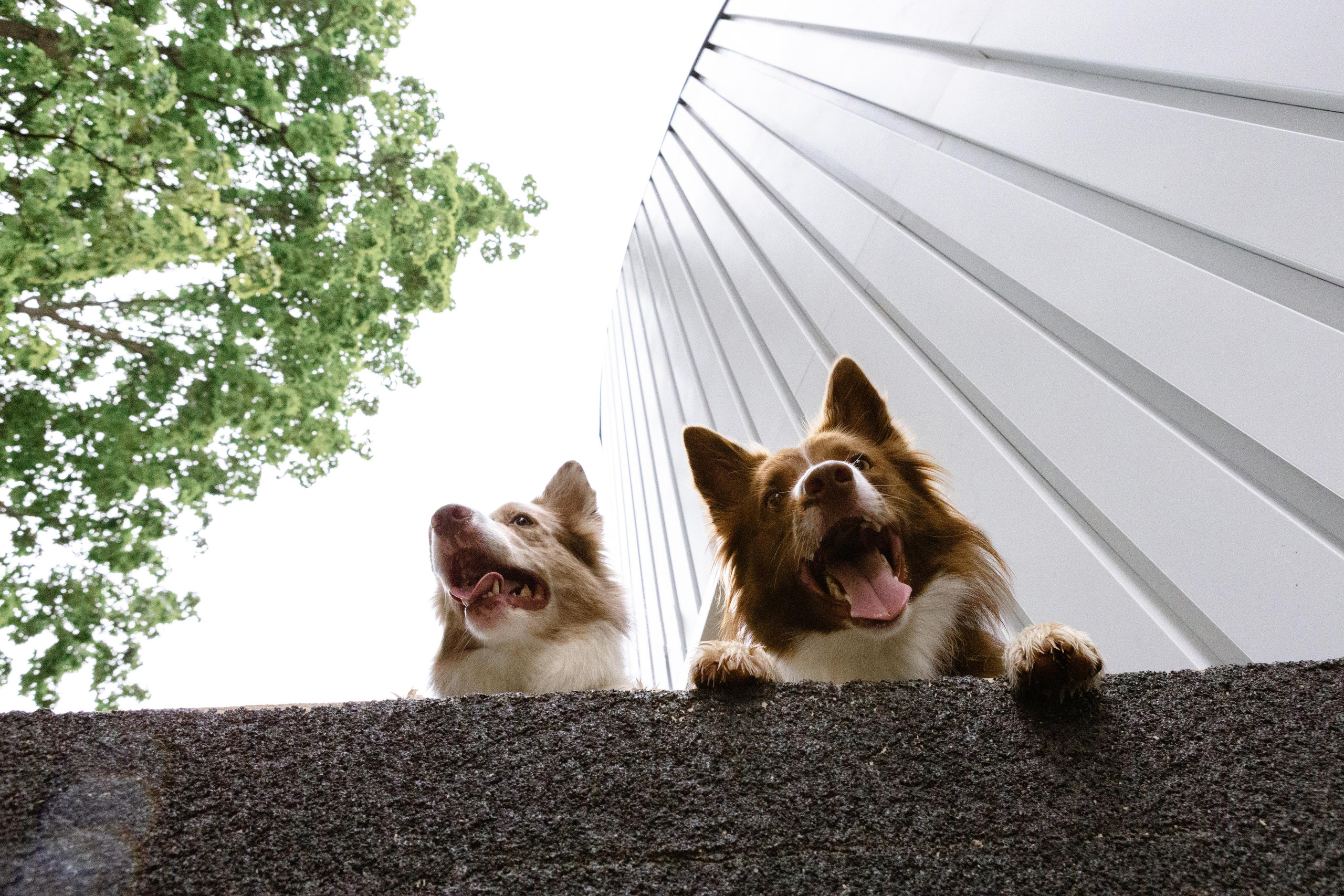 Настя, Ваня, Бейлис и Грэгори. Фотограф Анна Луценко Москва