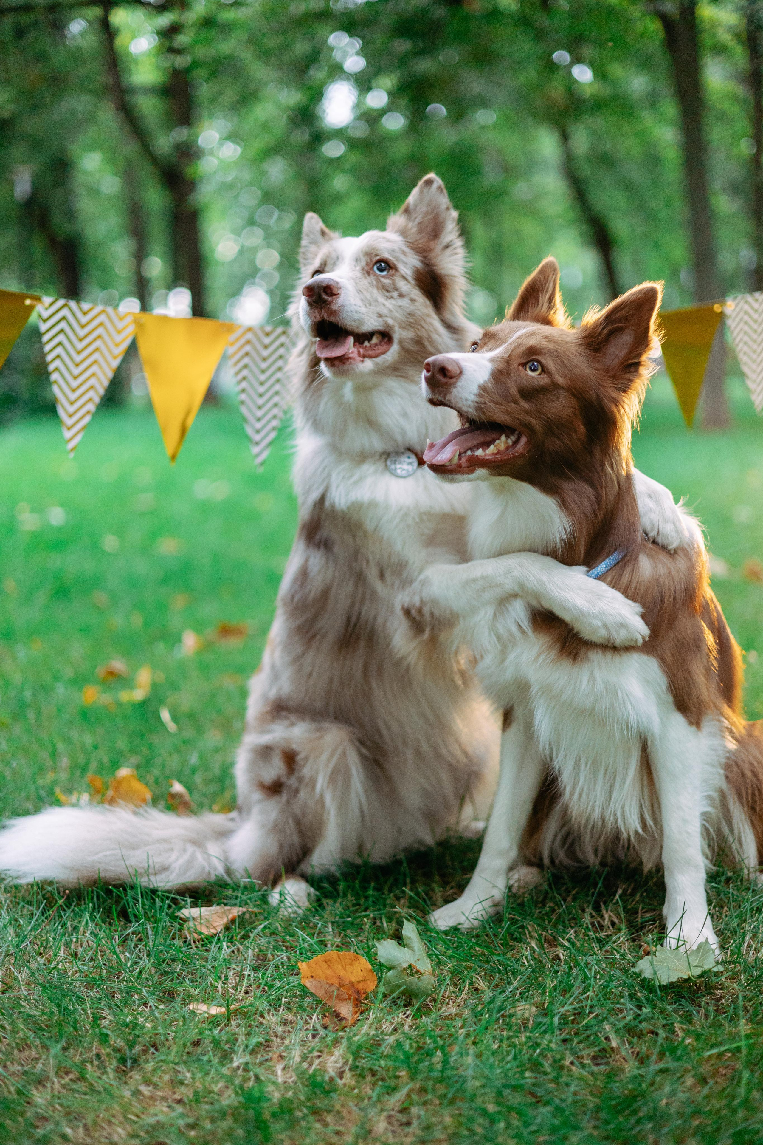 Настя, Ваня, Бейлис и Грэгори. Фотограф Анна Луценко Москва