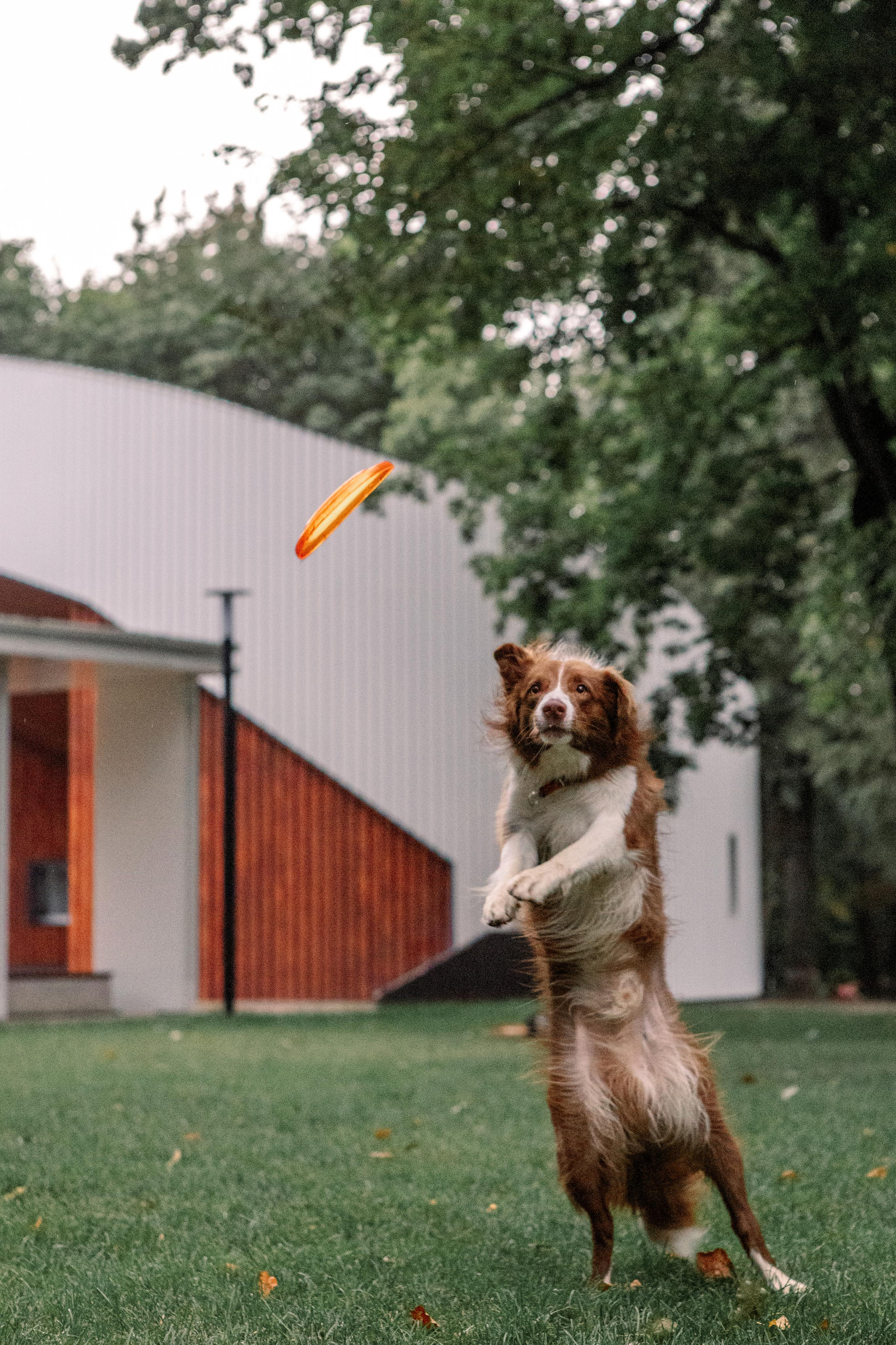Настя, Ваня, Бейлис и Грэгори. Фотограф Анна Луценко Москва