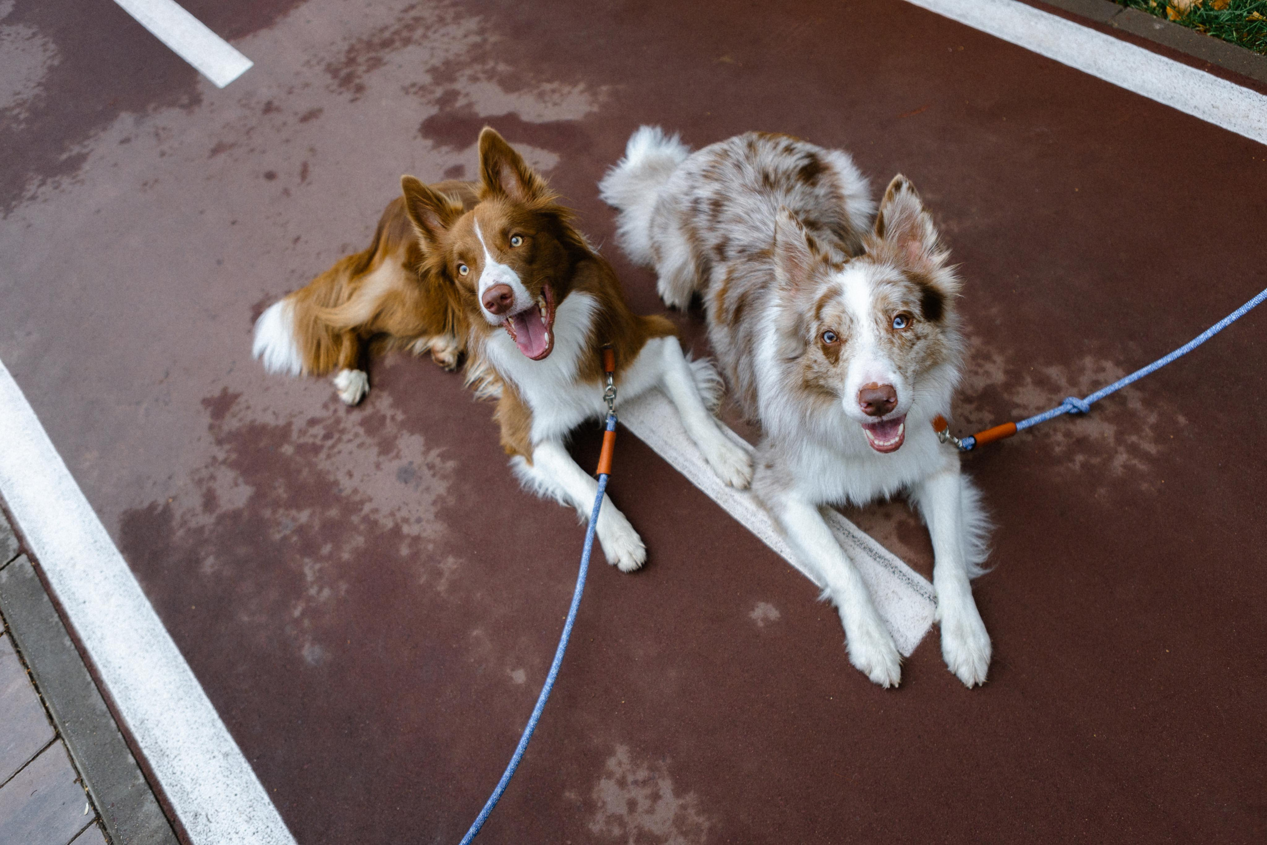 Настя, Ваня, Бейлис и Грэгори. Фотограф Анна Луценко Москва
