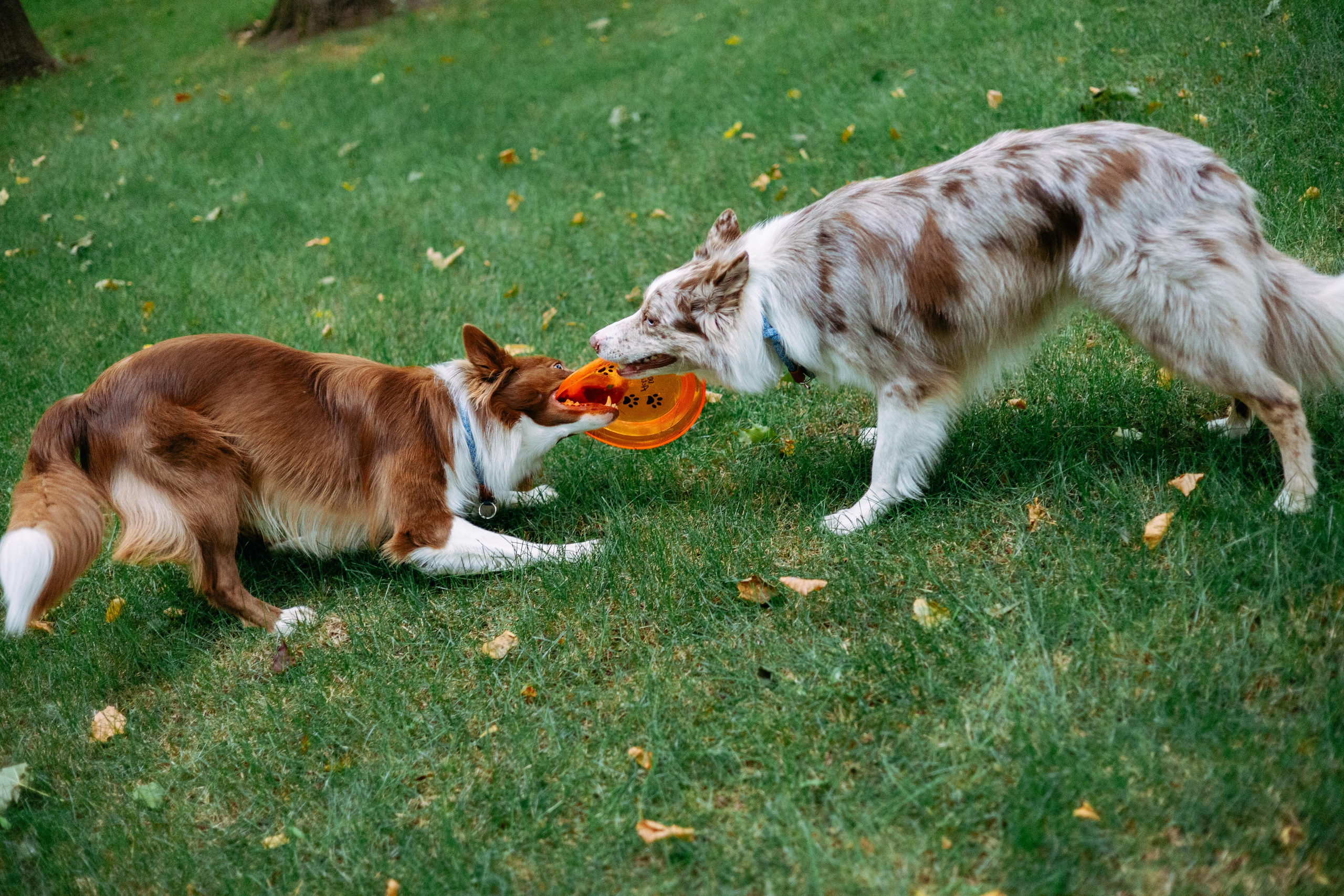 Настя, Ваня, Бейлис и Грэгори. Фотограф Анна Луценко Москва