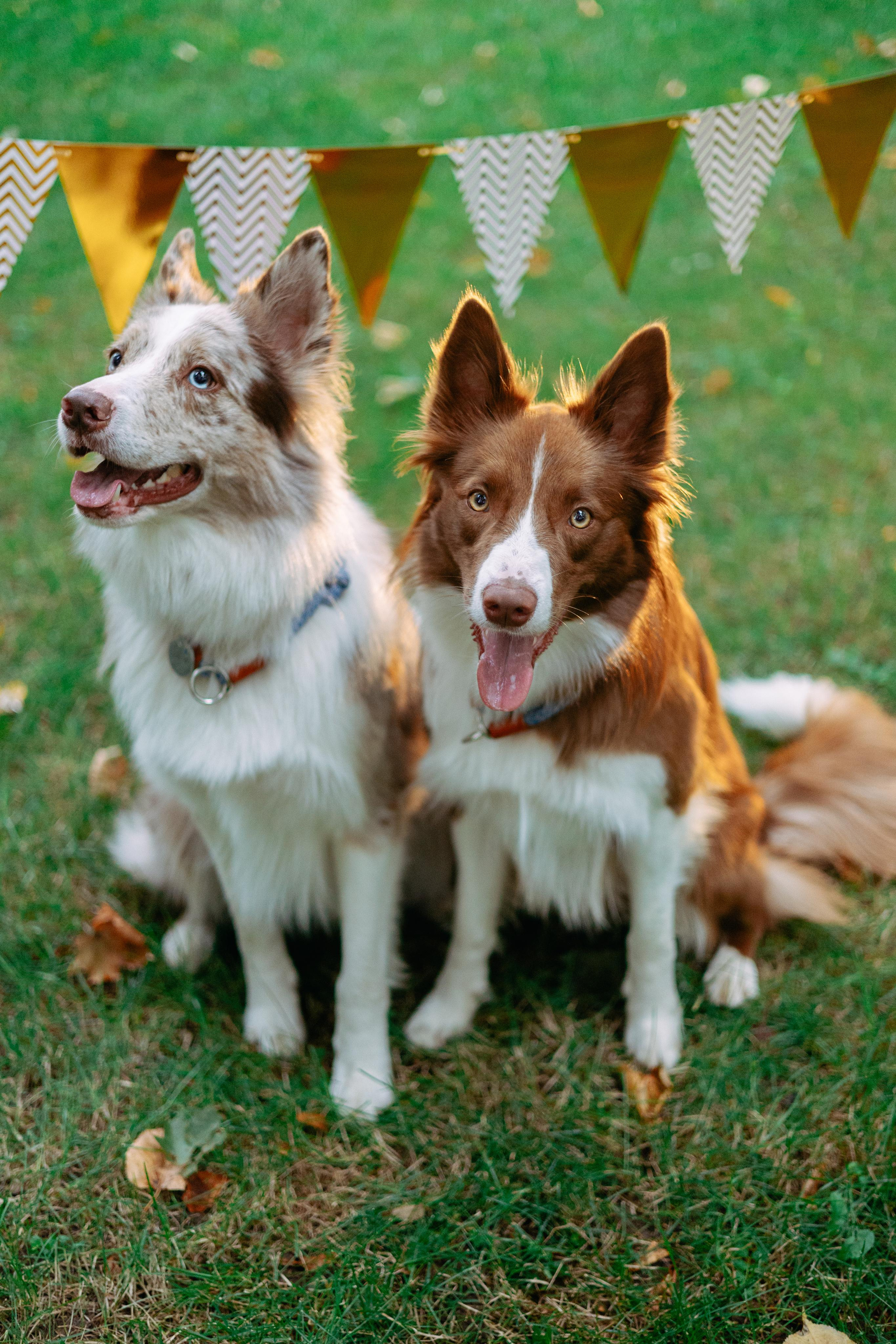 Настя, Ваня, Бейлис и Грэгори. Фотограф Анна Луценко Москва