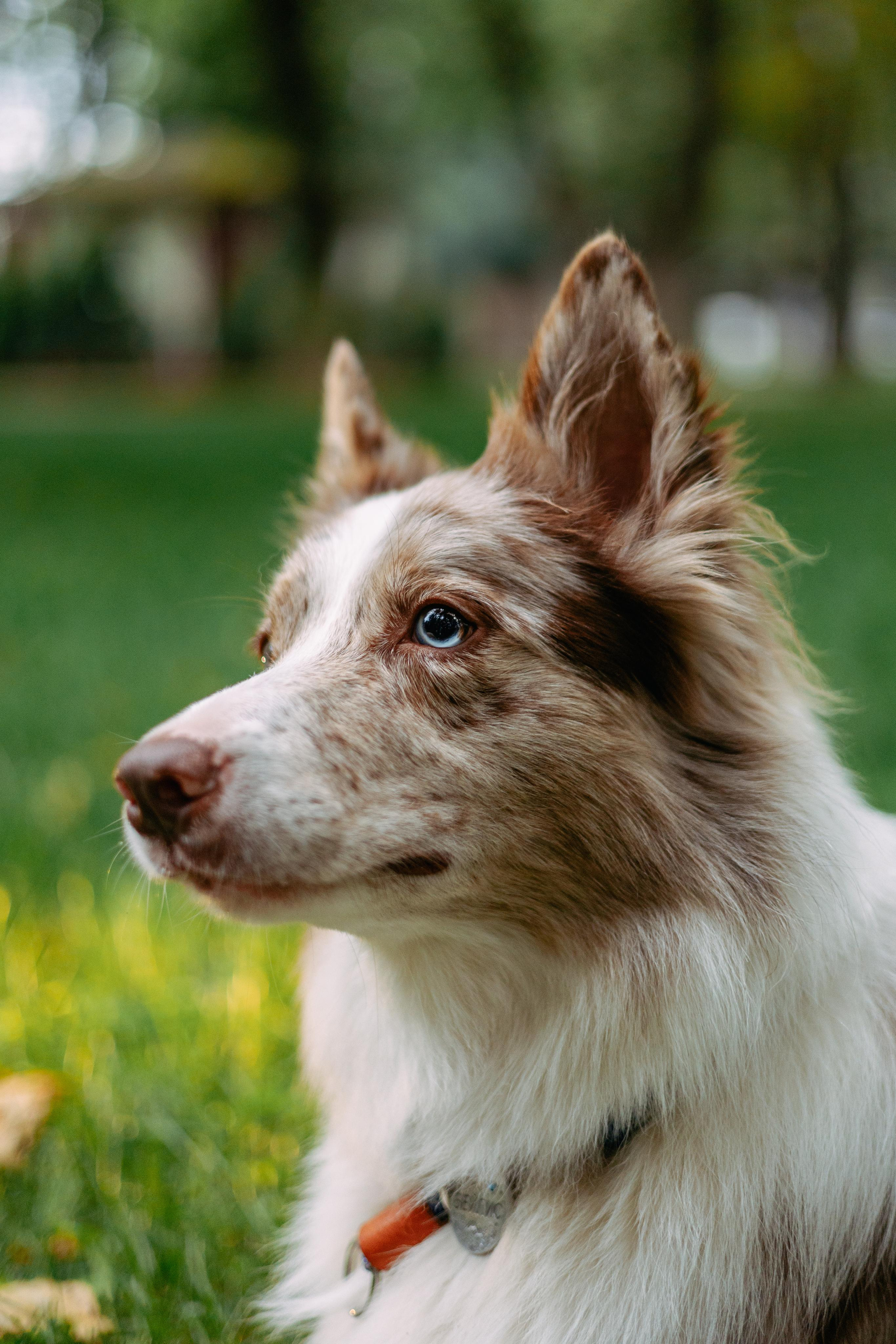Настя, Ваня, Бейлис и Грэгори. Фотограф Анна Луценко Москва