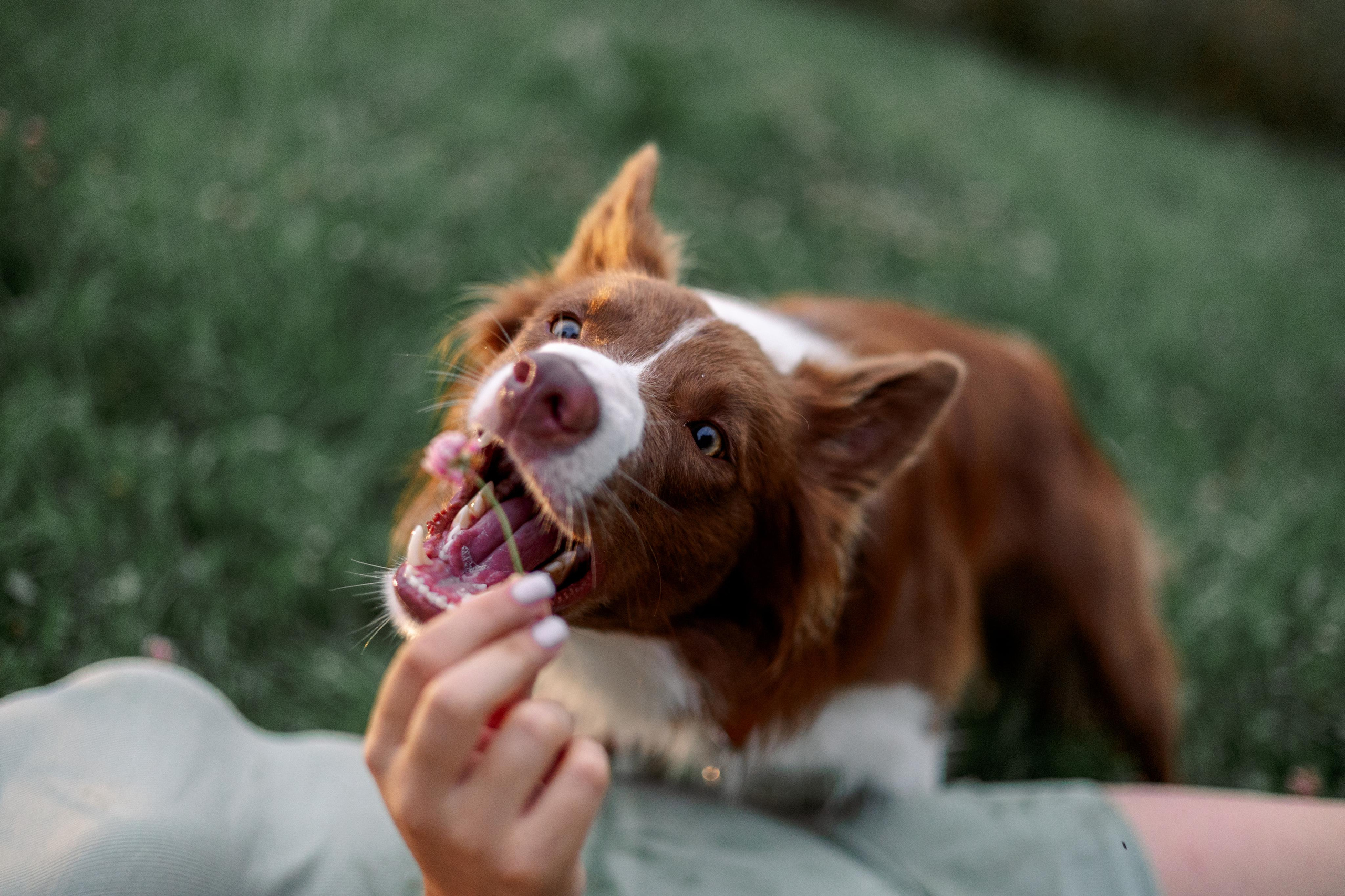 Настя, Ваня, Бейлис и Грэгори. Фотограф Анна Луценко Москва