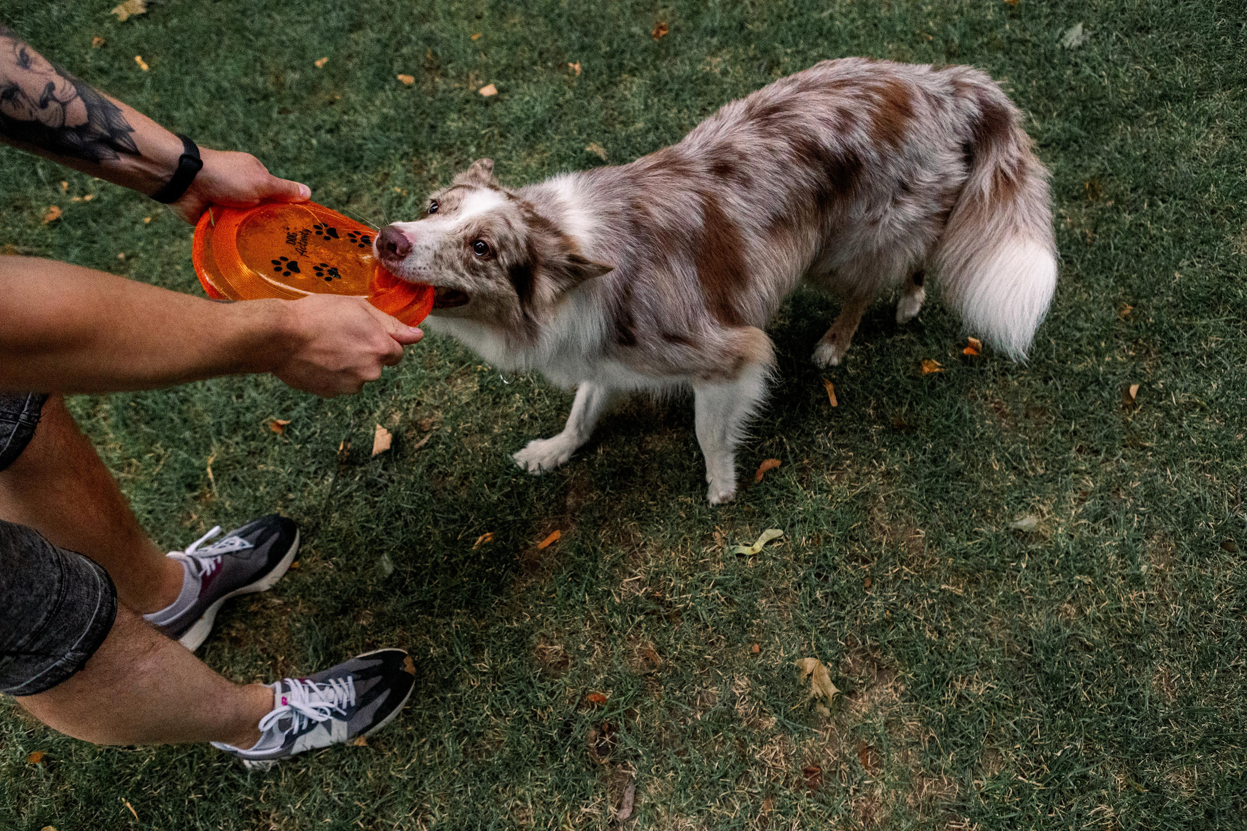 Настя, Ваня, Бейлис и Грэгори. Фотограф Анна Луценко Москва