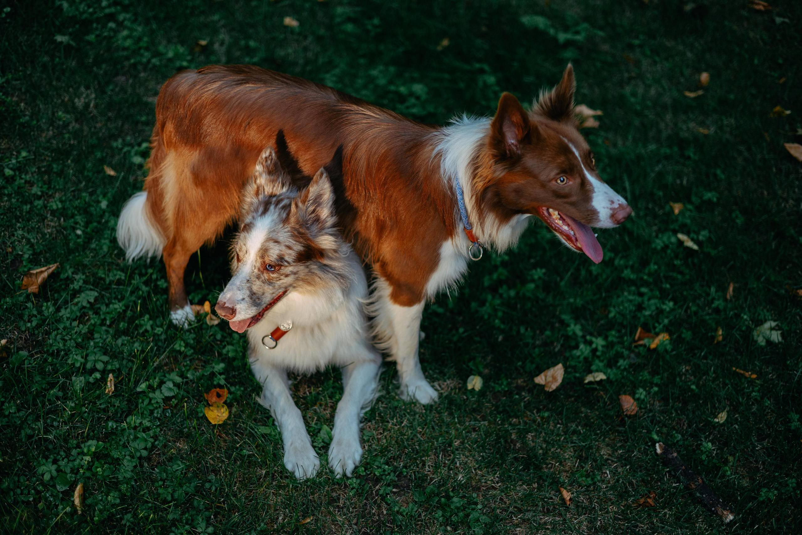 Настя, Ваня, Бейлис и Грэгори. Фотограф Анна Луценко Москва