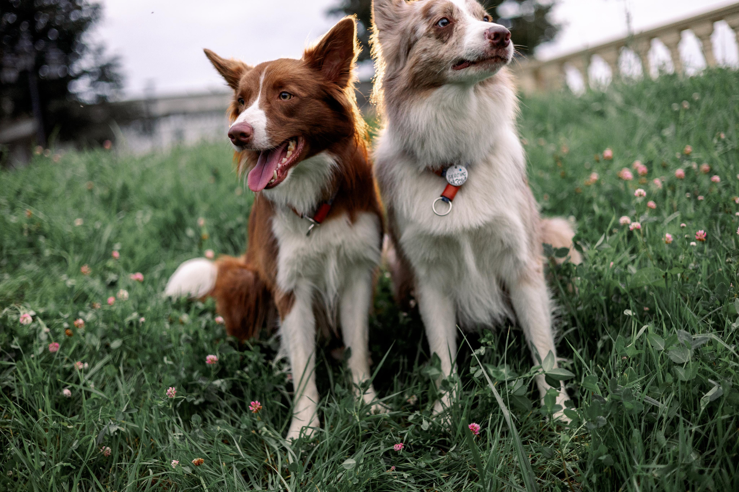 Настя, Ваня, Бейлис и Грэгори. Фотограф Анна Луценко Москва