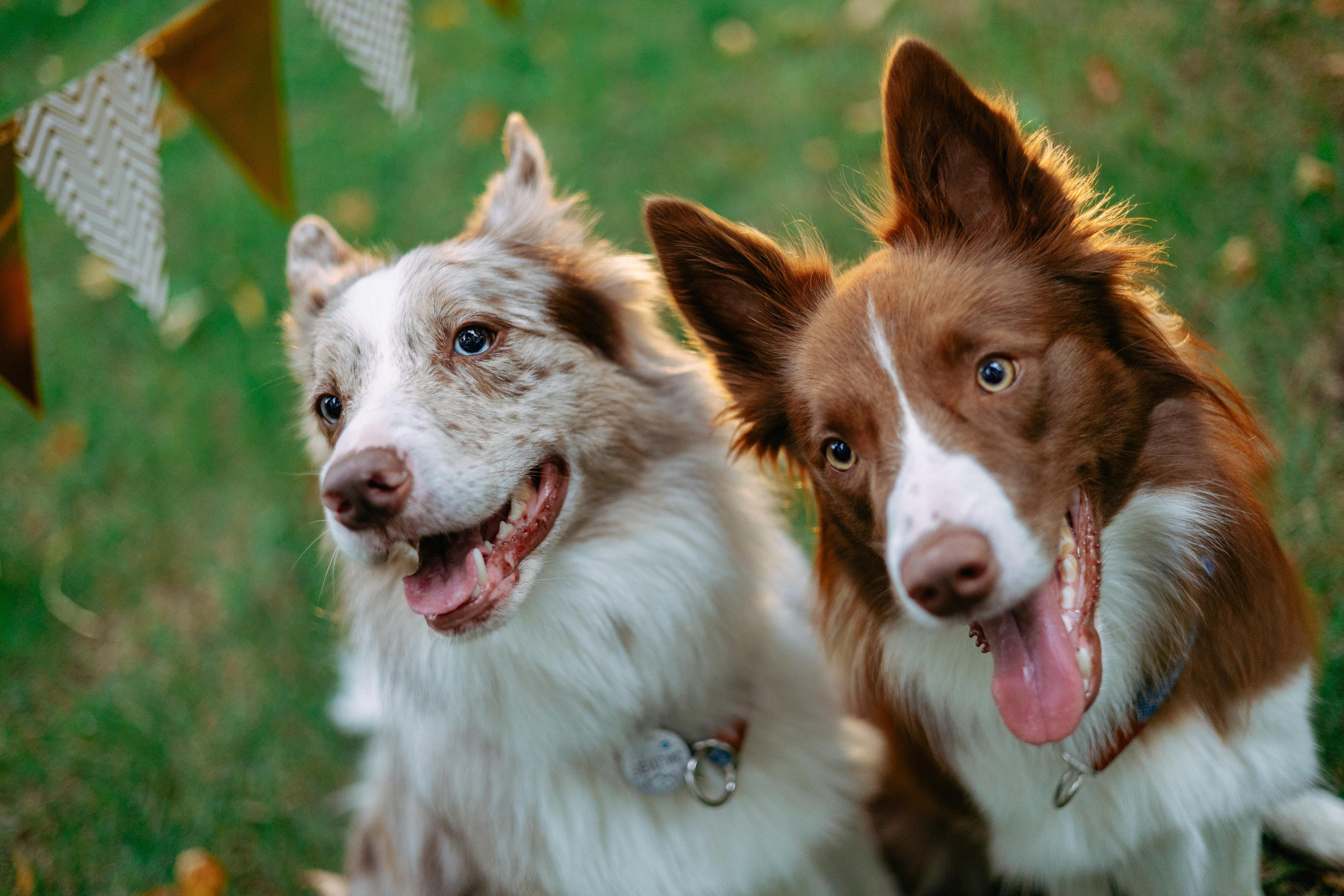 Настя, Ваня, Бейлис и Грэгори. Фотограф Анна Луценко Москва