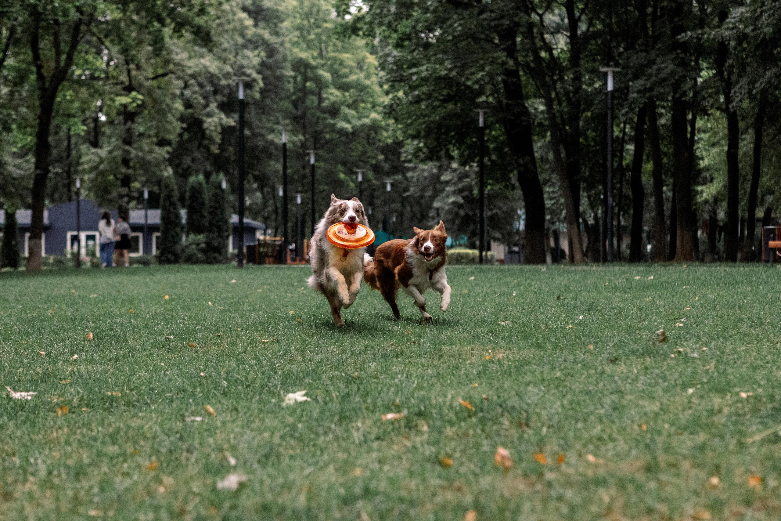 Настя, Ваня, Бейлис и Грэгори. Фотограф Анна Луценко Москва