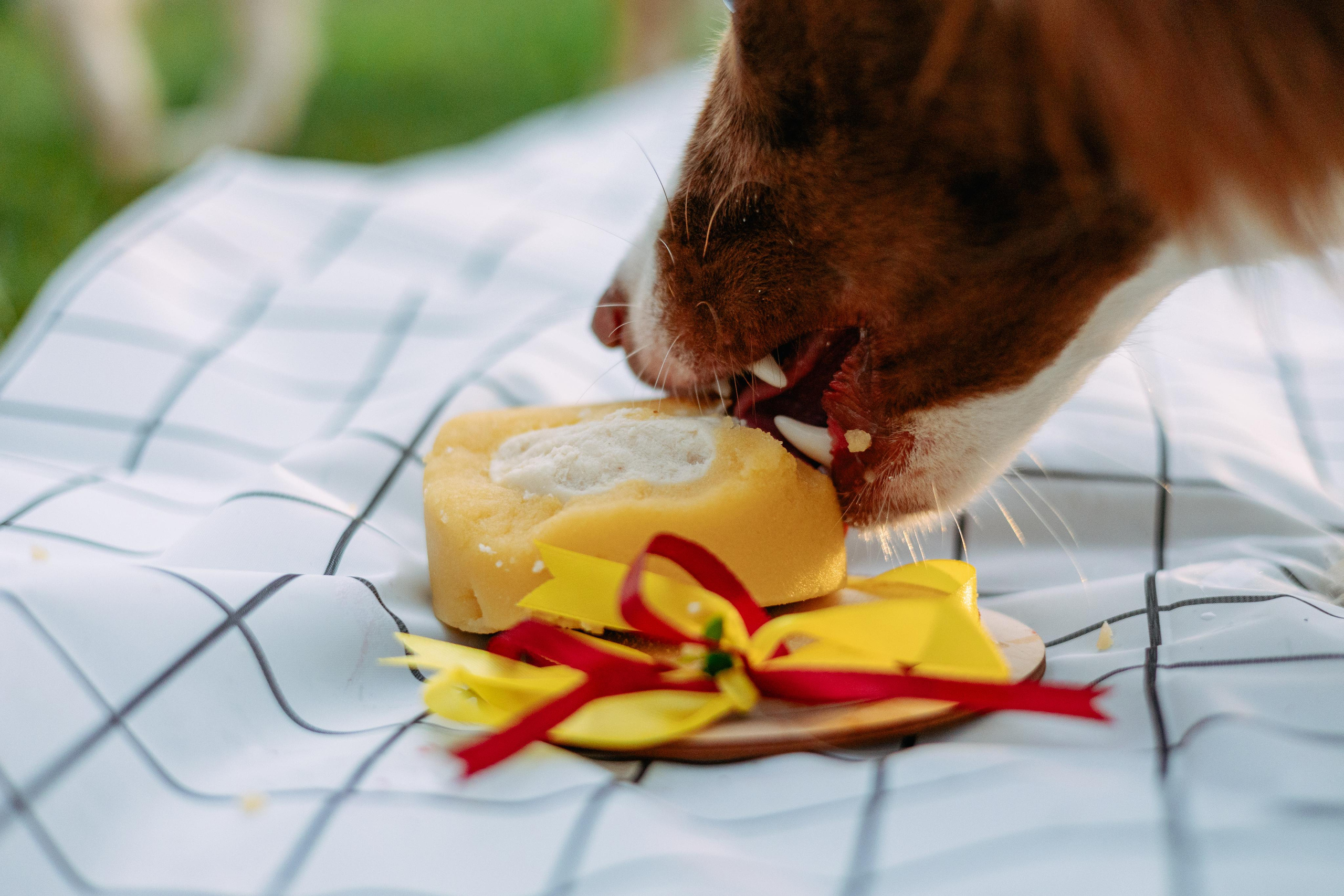 Настя, Ваня, Бейлис и Грэгори. Фотограф Анна Луценко Москва
