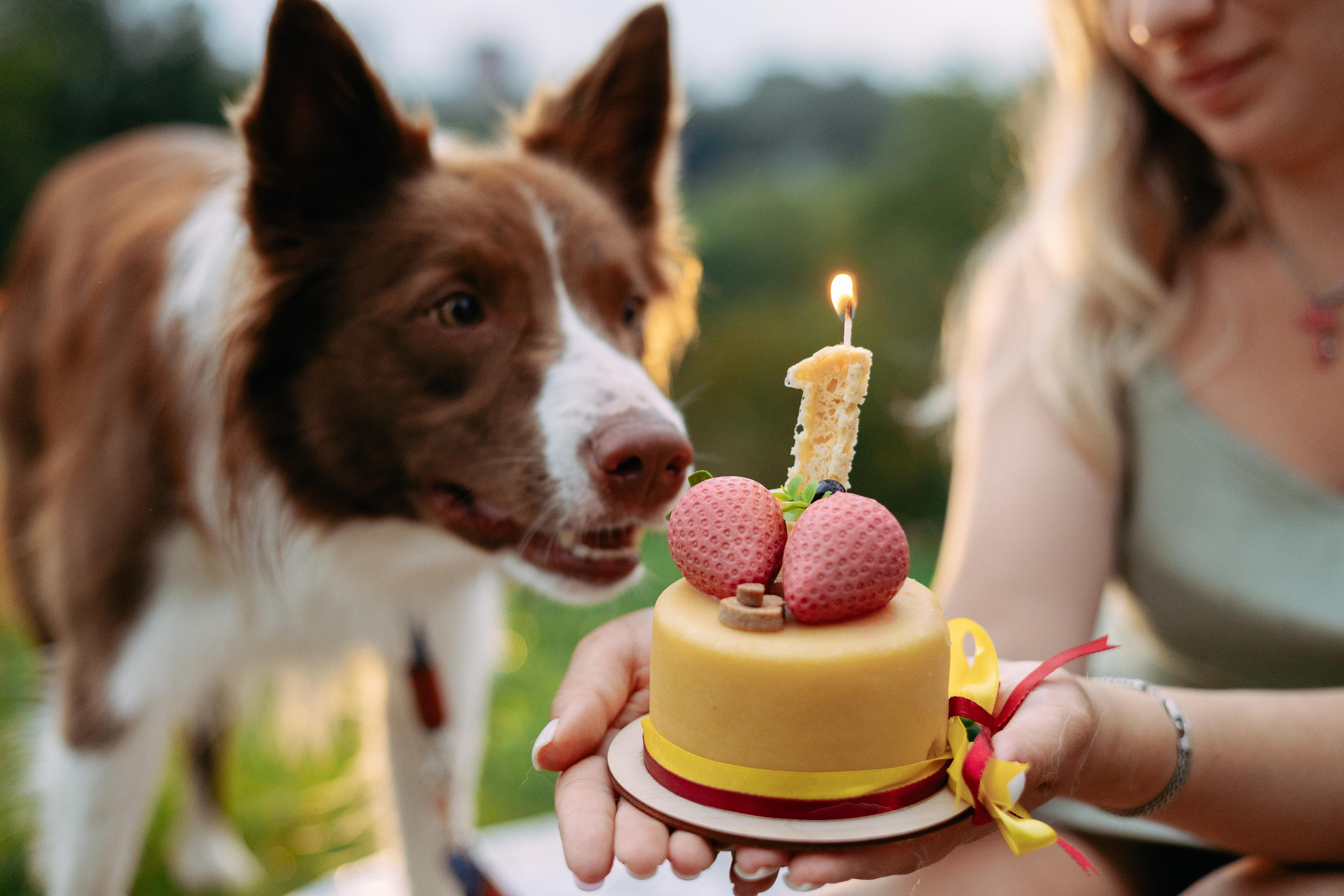 Настя, Ваня, Бейлис и Грэгори. Фотограф Анна Луценко Москва