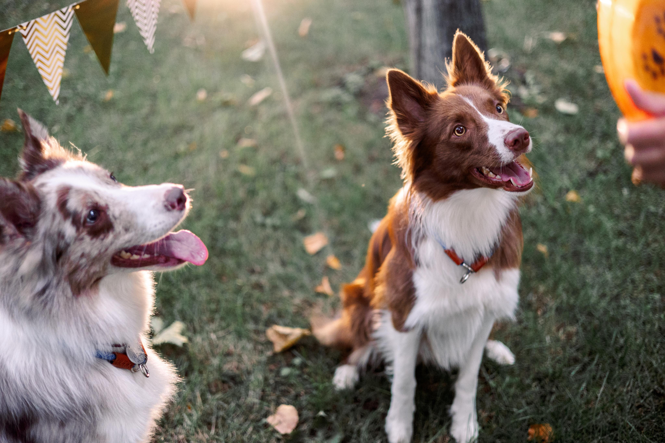 Настя, Ваня, Бейлис и Грэгори. Фотограф Анна Луценко Москва